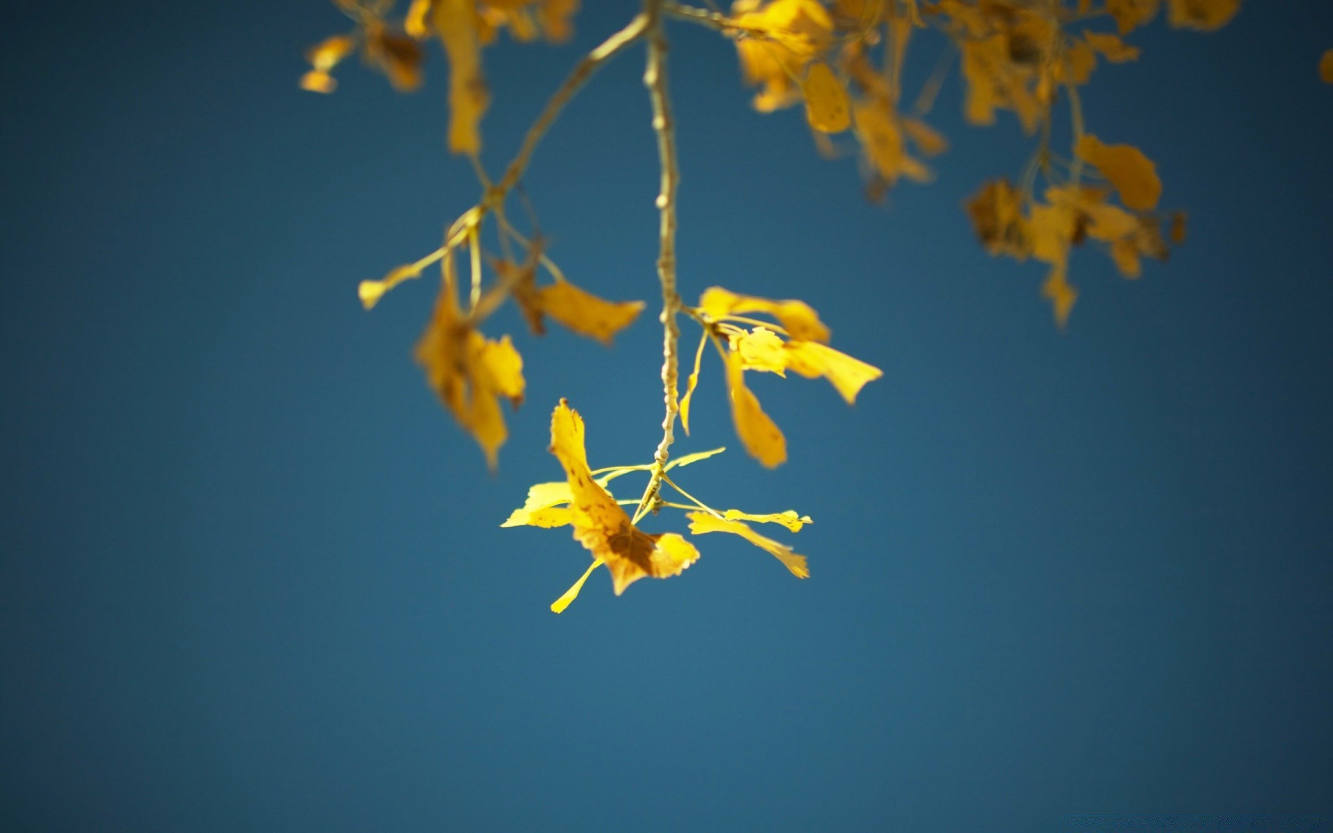 herbst blume baum flora blatt natur unschärfe im freien filiale farbe desktop