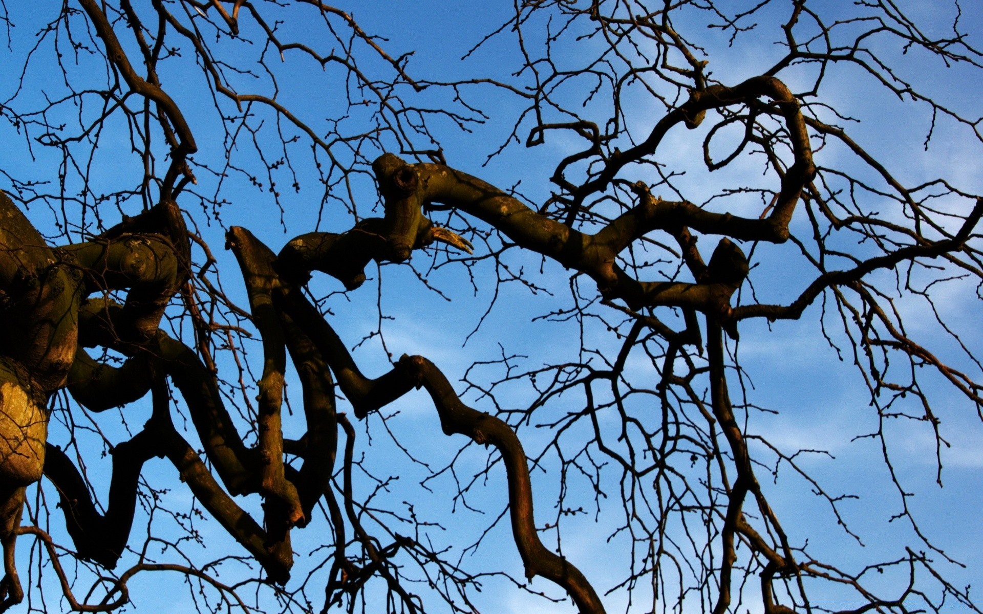 autumn tree wood nature mammal branch