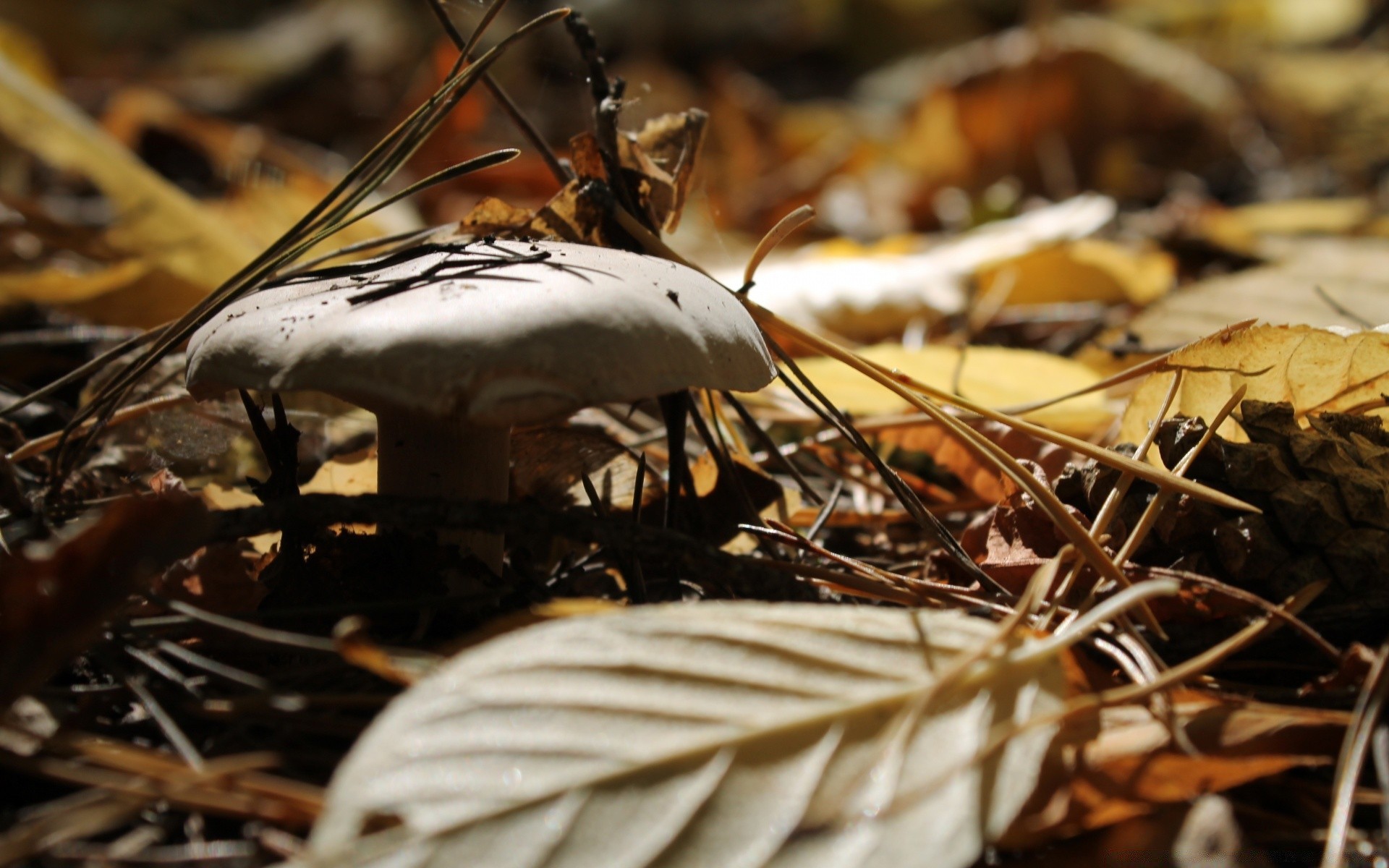 automne automne nature bois à l extérieur flamme alimentaire feuille saison