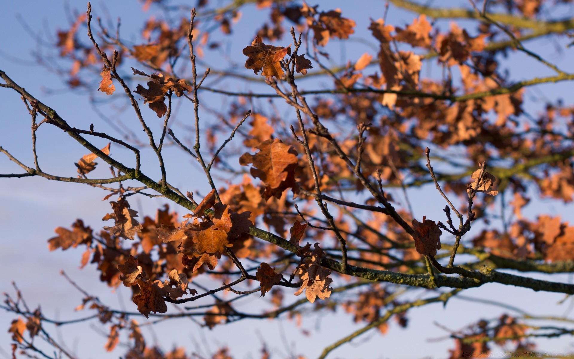 automne arbre saison branche feuille automne nature à l extérieur flore parc couleur beau temps lumineux gros plan