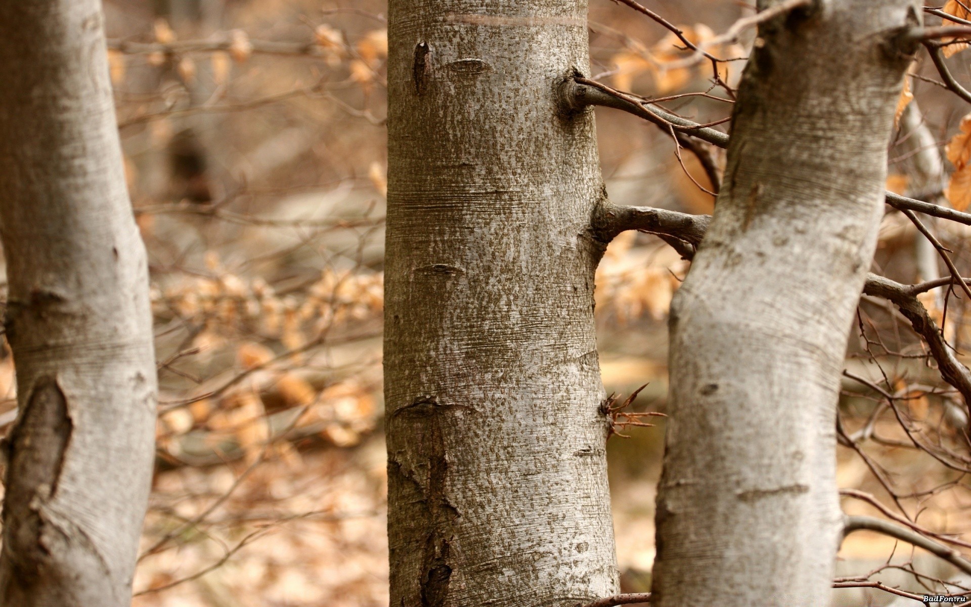 jesień drewno drewno natura kora liść trunk jesień odkryty park sezon środowisko pulpit flora oddział kolor zbliżenie