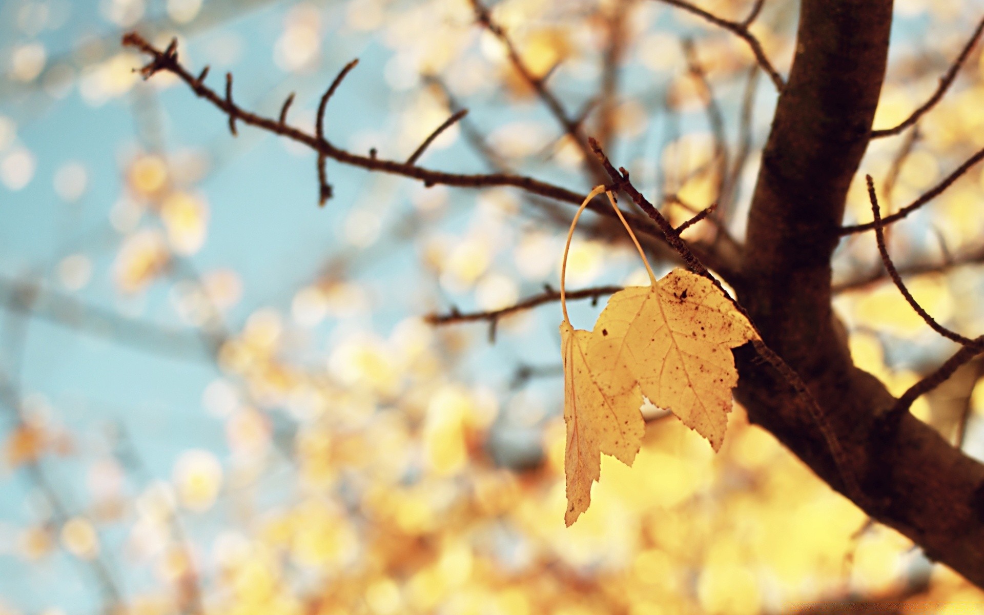 autumn tree leaf fall nature outdoors season branch flora close-up wood fair weather color garden bright environment desktop