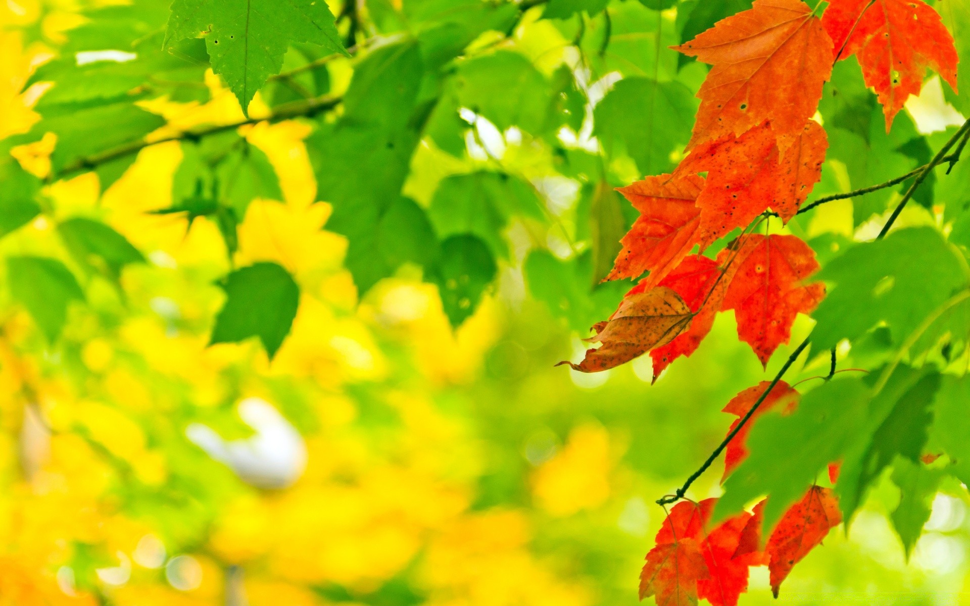 sonbahar yaprak doğa flora sonbahar sezon parlak akçaağaç ağaç büyüme renk bahçe güzel hava koşulları yemyeşil yaz şube açık havada canlı çevre dostu park