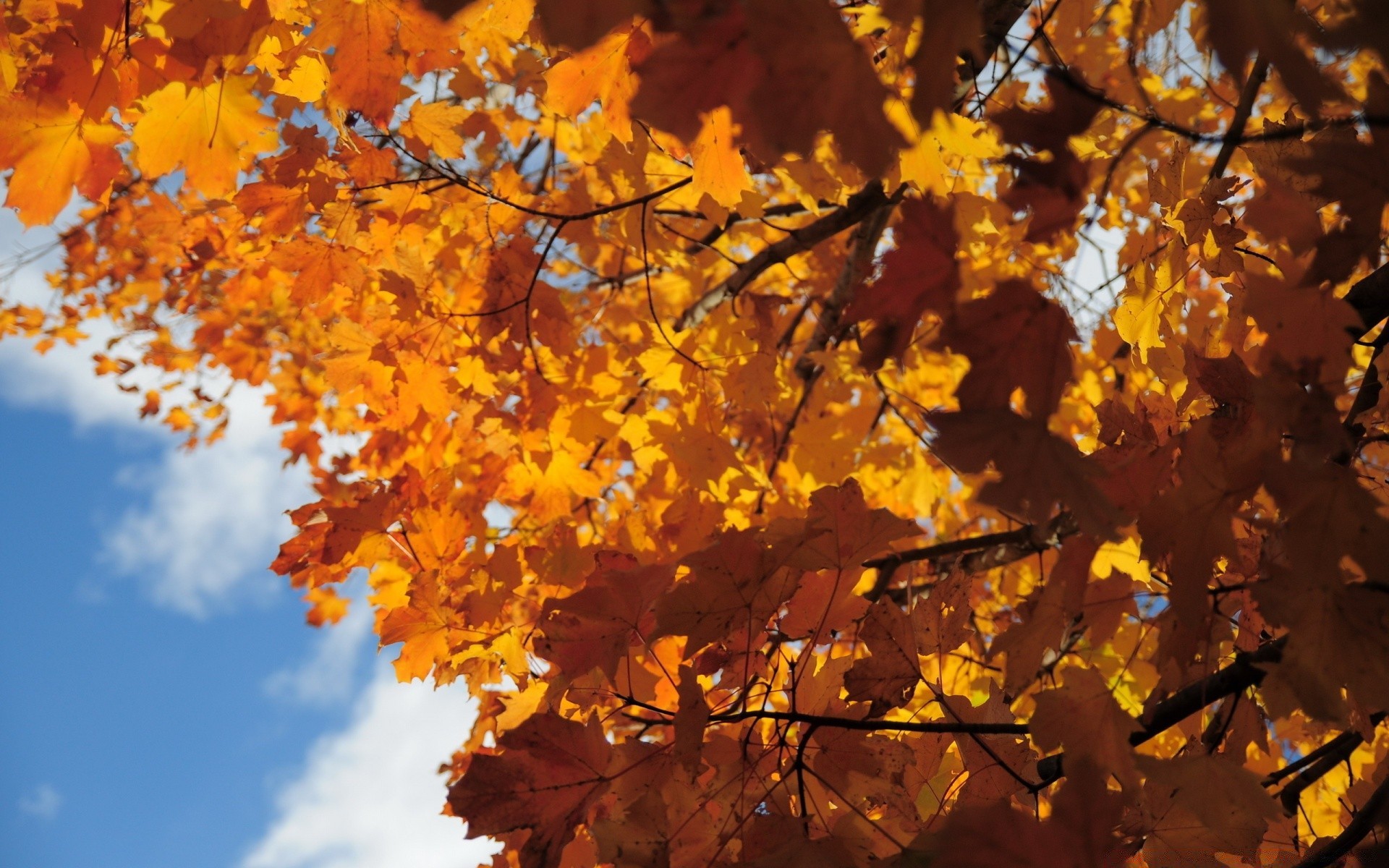 autumn fall leaf tree maple season branch gold nature outdoors change bright color park fair weather wood flora