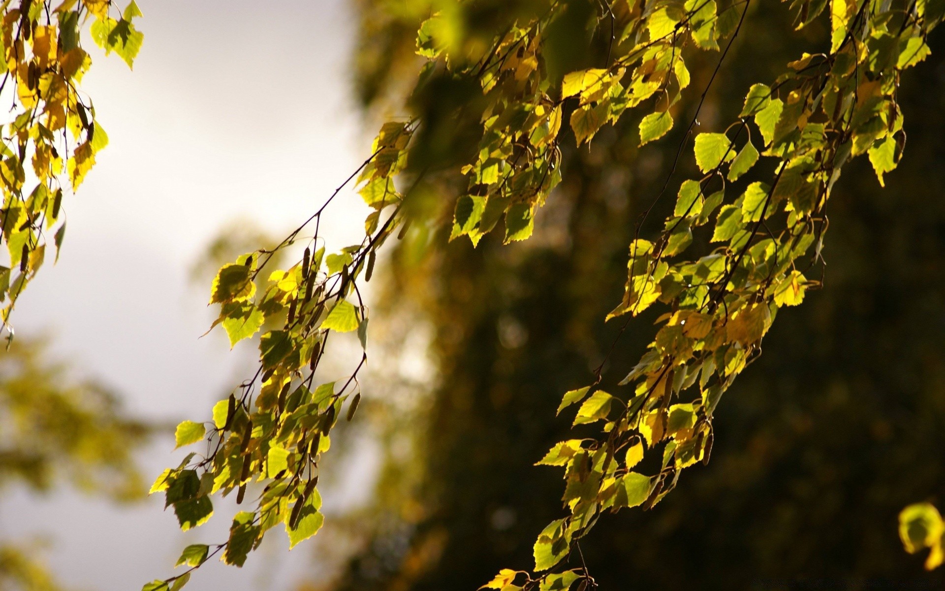 automne feuille automne nature arbre à l extérieur branche bois croissance beau temps flore lumineux soleil saison vigne flou couleur été lumière bureau