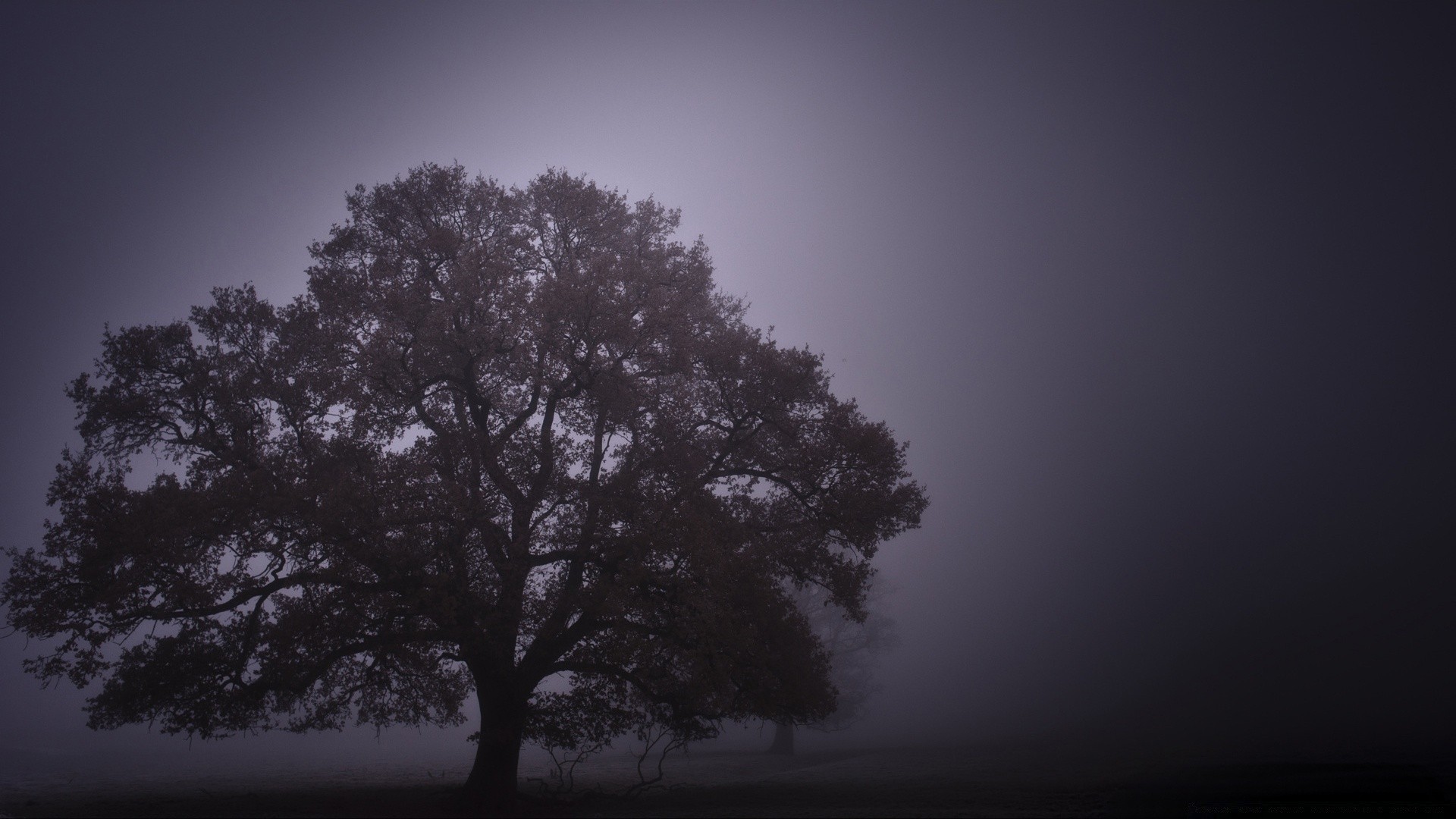 autunno albero nebbia paesaggio silhouette nebbia alba natura singolo illuminato sole legno cielo tramonto