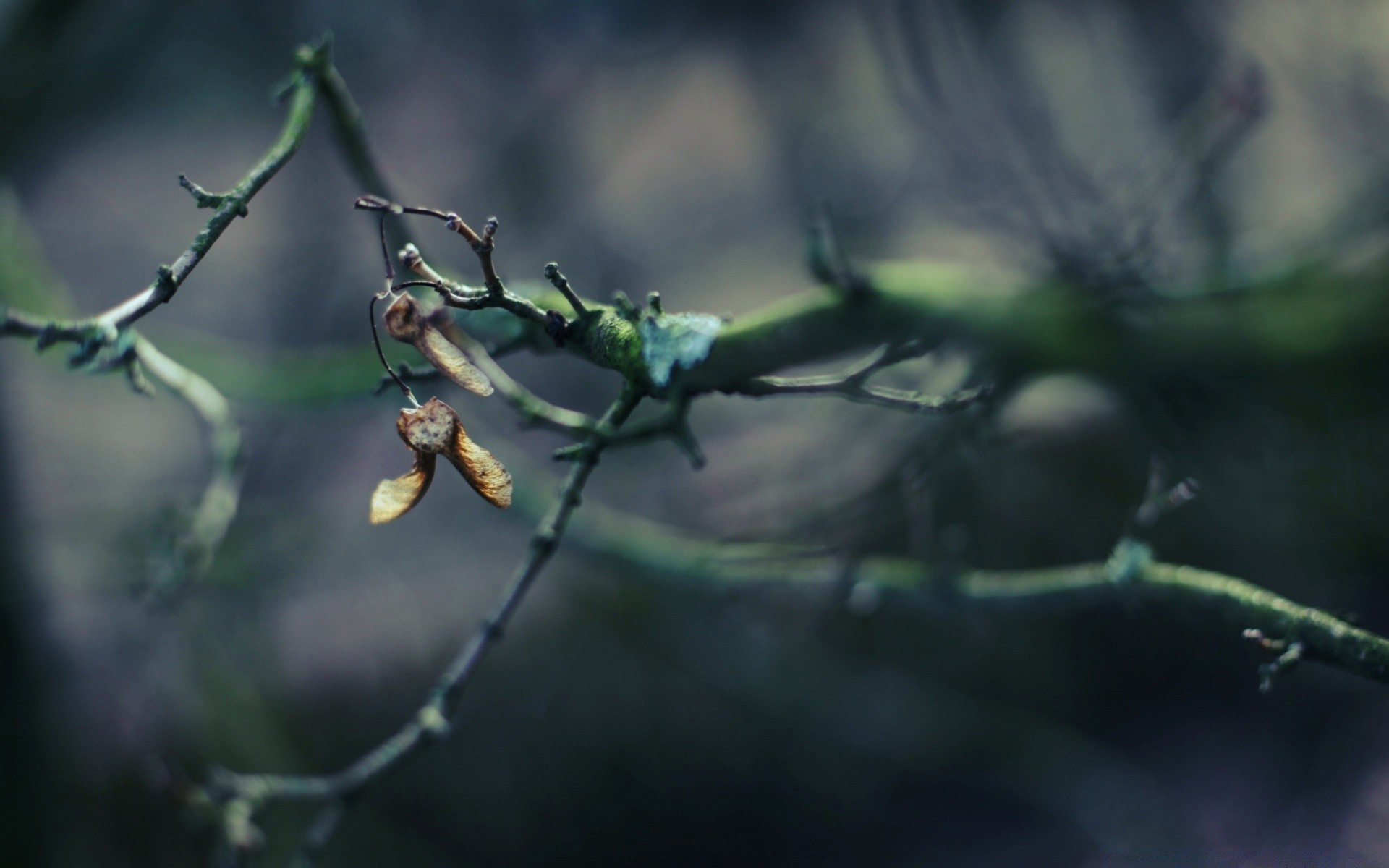 outono invertebrados inseto folha ao ar livre natureza vida selvagem borrão aranha árvore flor