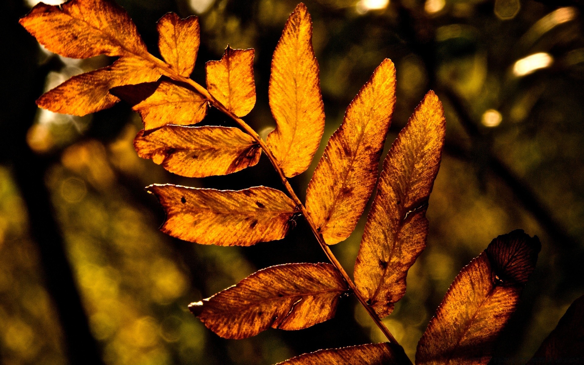 automne feuille automne flore nature lumière arbre à l extérieur flou couleur bois croissance parc saison texture environnement jardin