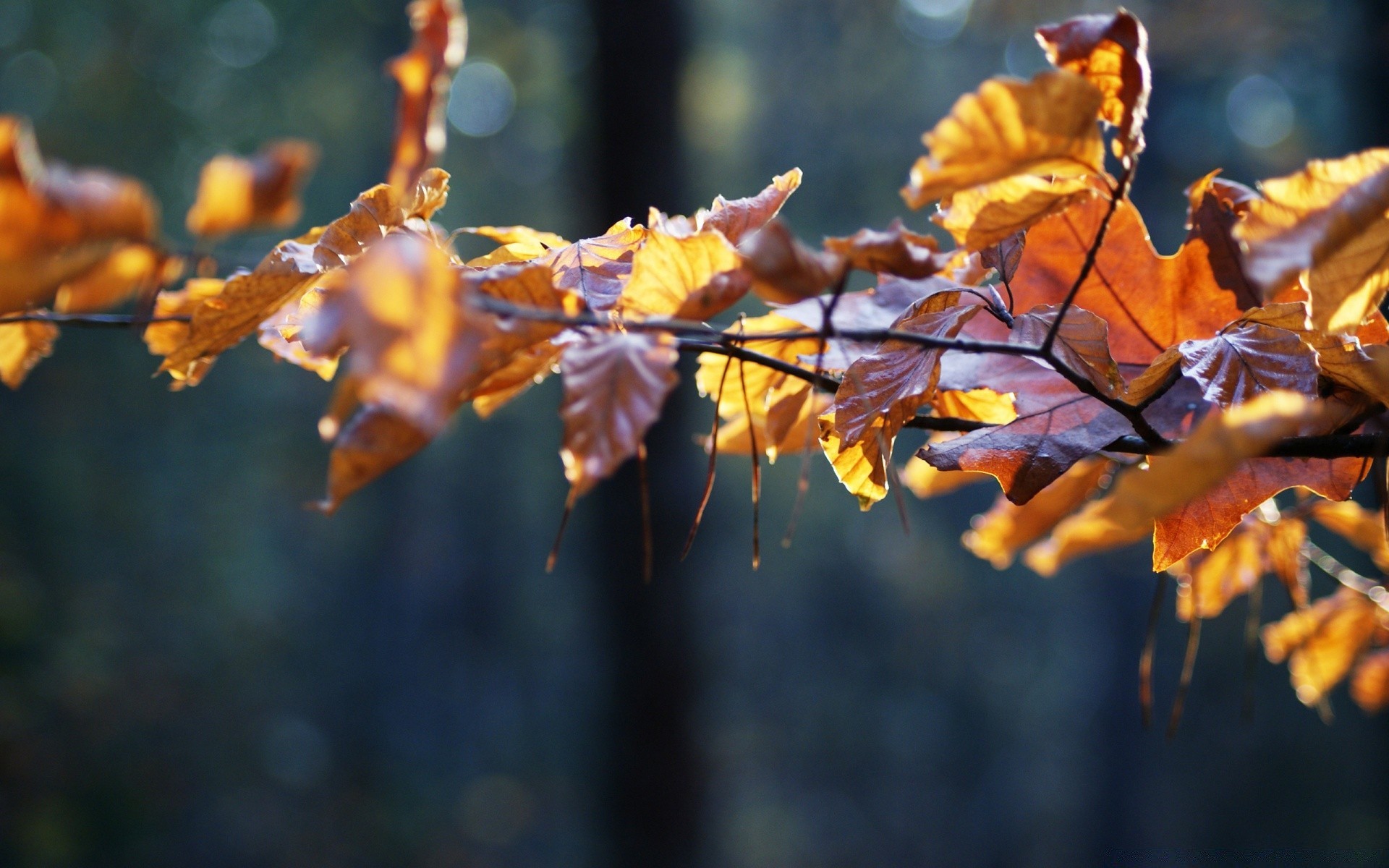 herbst herbst blatt im freien baum natur flora zweig ahorn saison blume gold unschärfe licht park garten farbe tageslicht