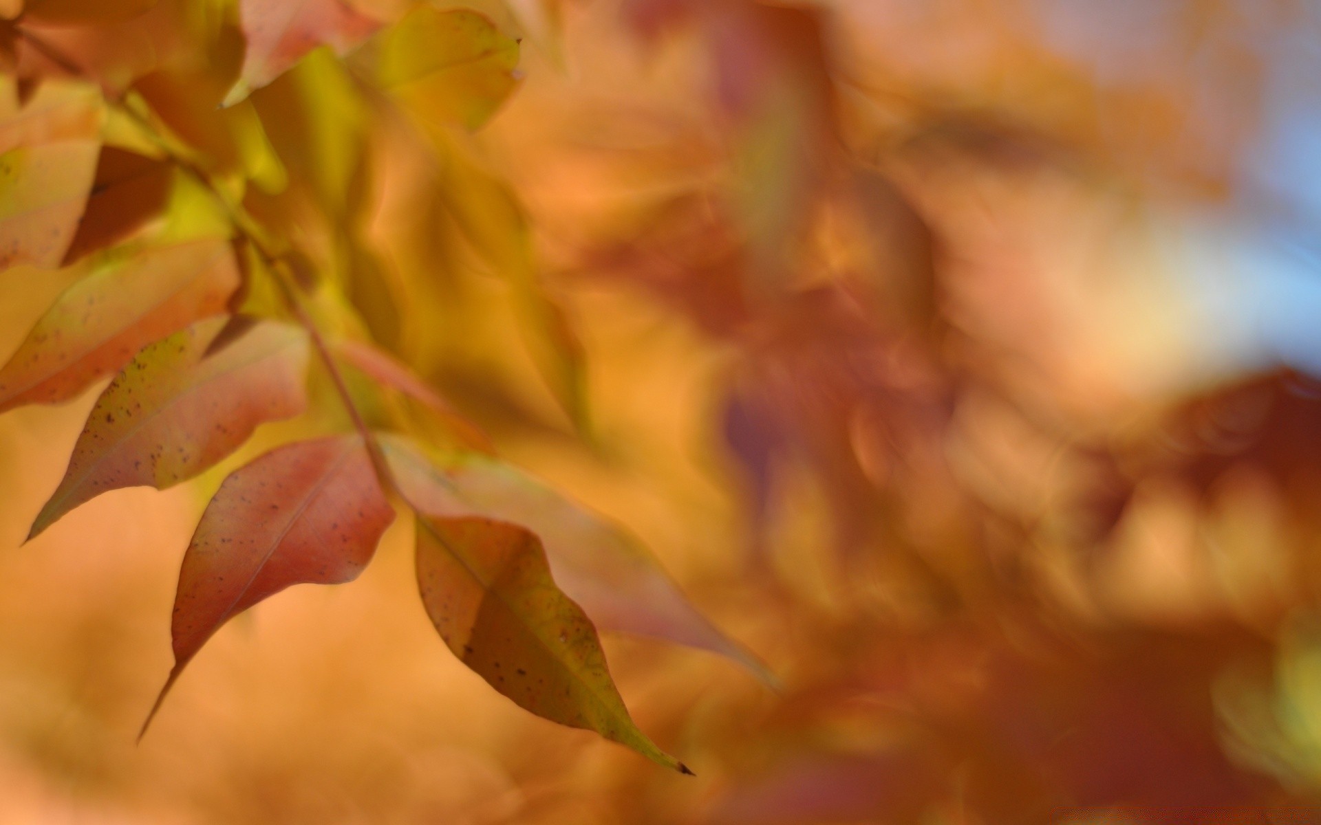 automne automne feuille nature flore couleur lumineux flou à l extérieur saison érable jardin arbre bois lumière été croissance fleur