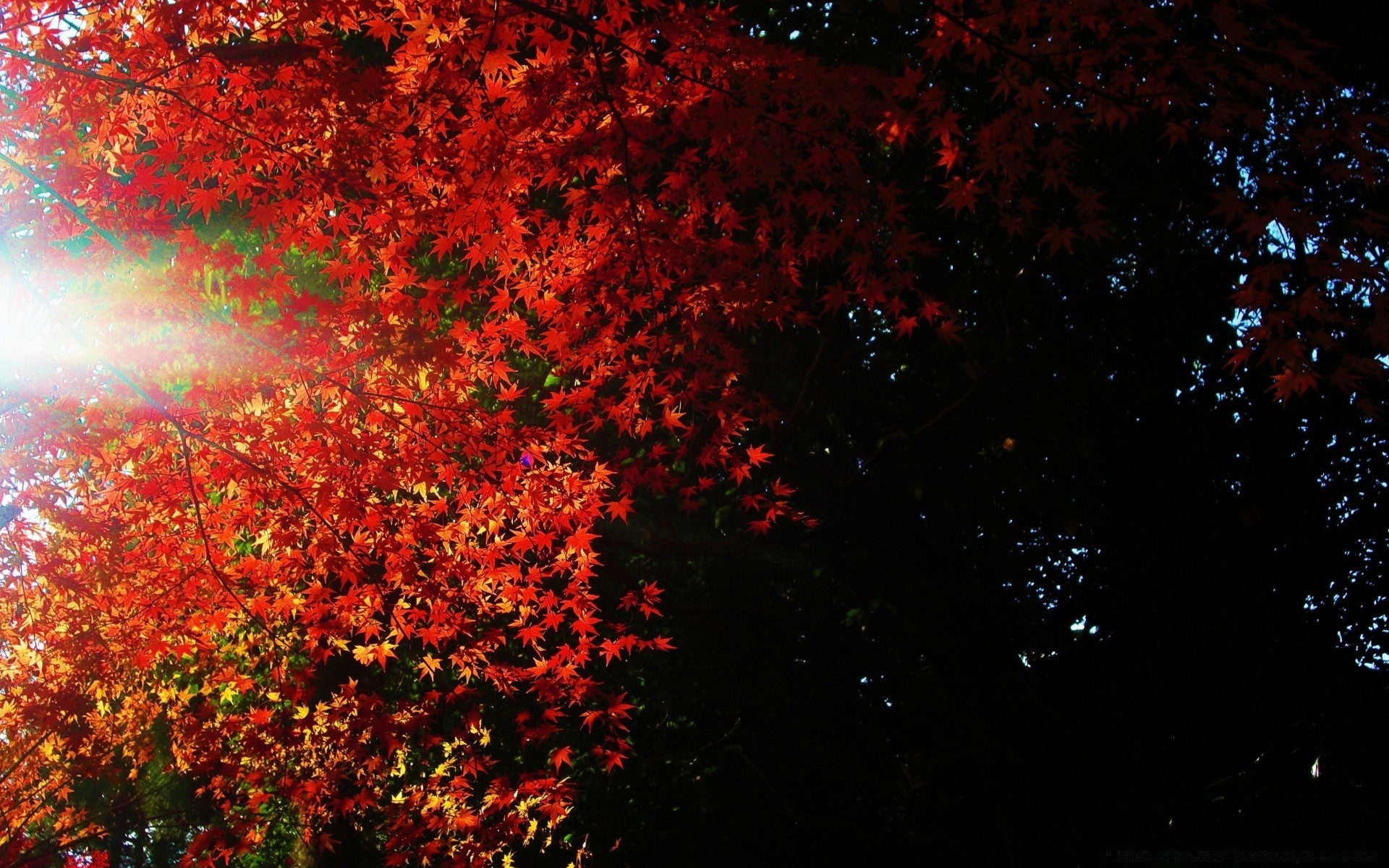 autunno foglia luminoso autunno desktop albero