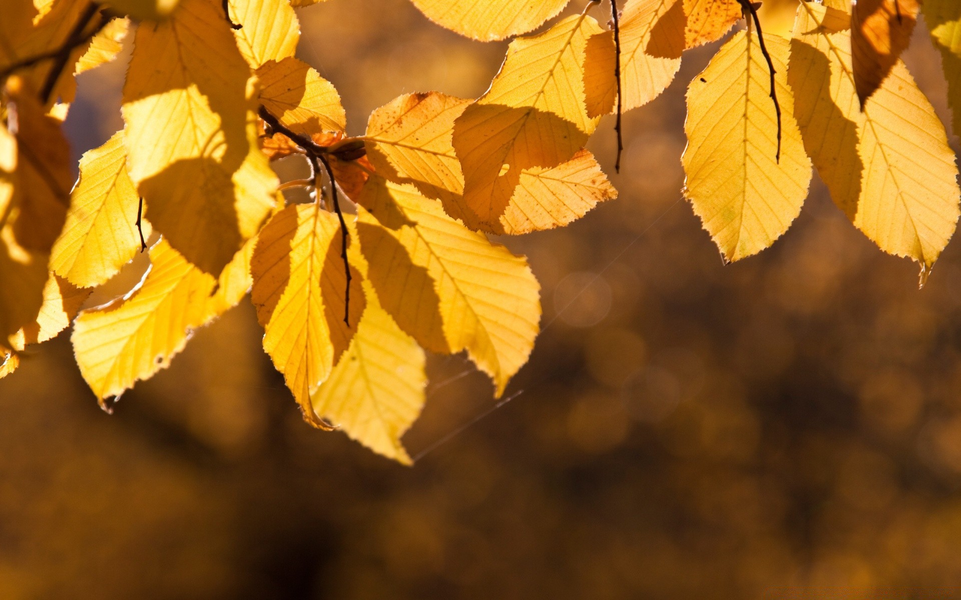 jesień liść jesień natura sezon drzewo flora jasny klon na zewnątrz wzrost oddział zmiana drewna kolor dobra pogoda park słońce światło zbliżenie