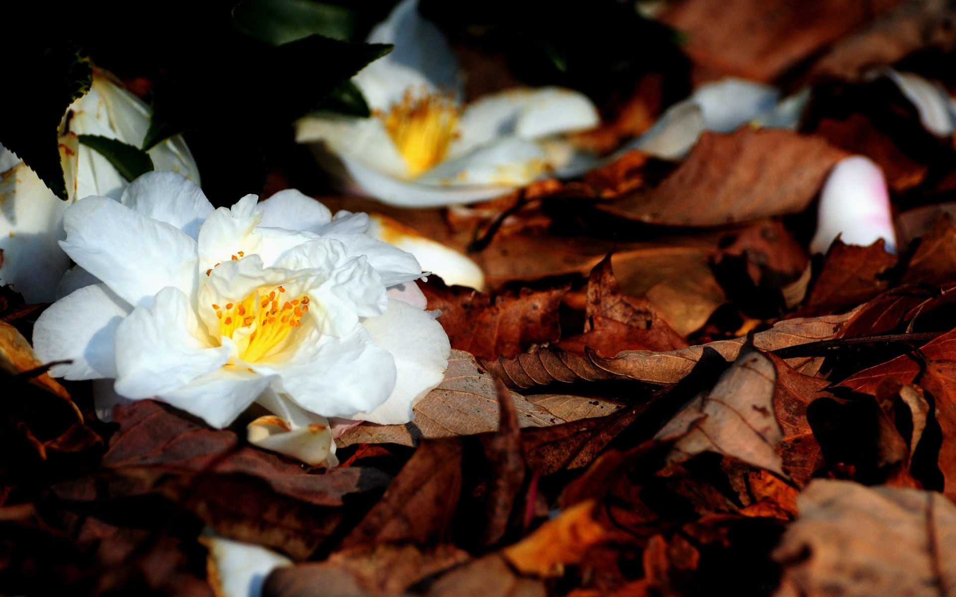 autunno foglia legno natura fiore