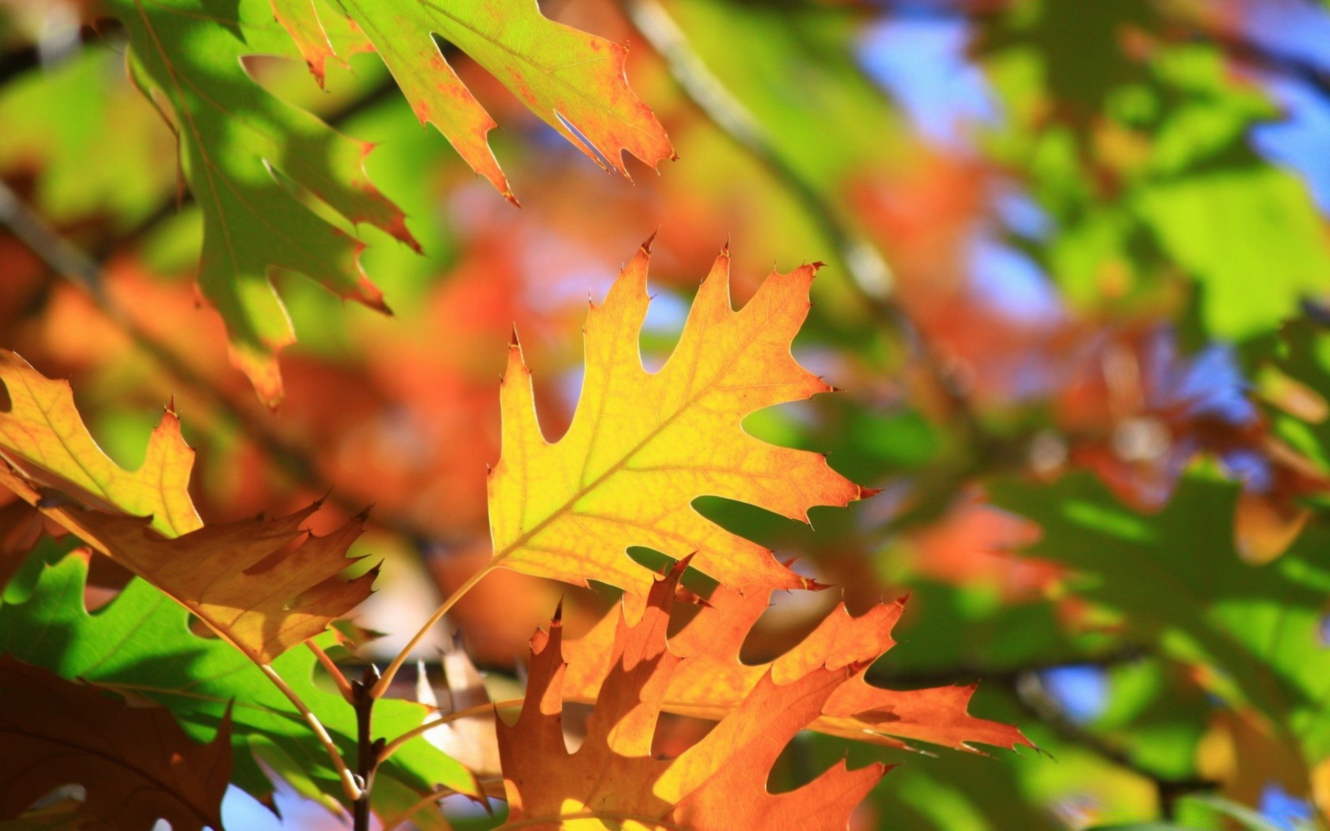 herbst blatt herbst flora natur baum saison hell farbe ahorn zweig medium üppig hell wachstum garten desktop park schließen holz