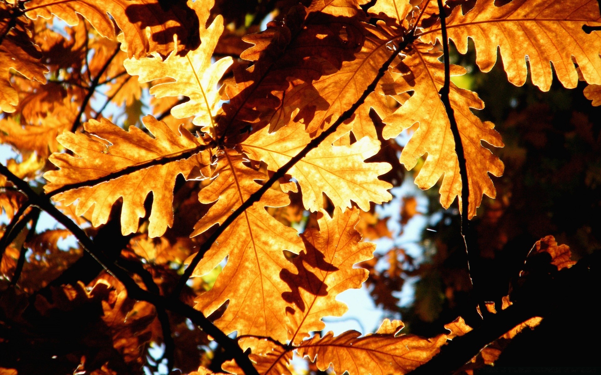 automne feuille automne flore saison érable nature arbre lumineux à l extérieur or branche couleur parc environnement croissance lumière lumineux changement beau temps