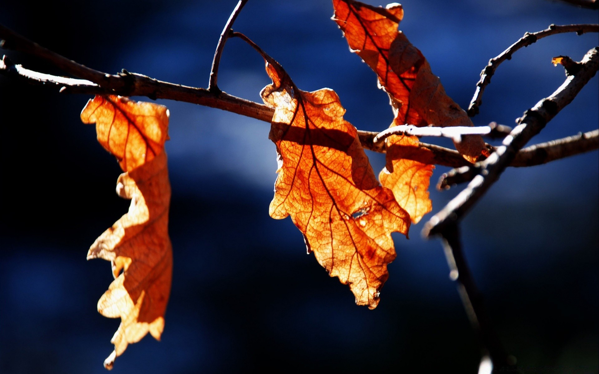 outono folha ramo outono árvore natureza ao ar livre flora temporada luz bordo inverno brilhante