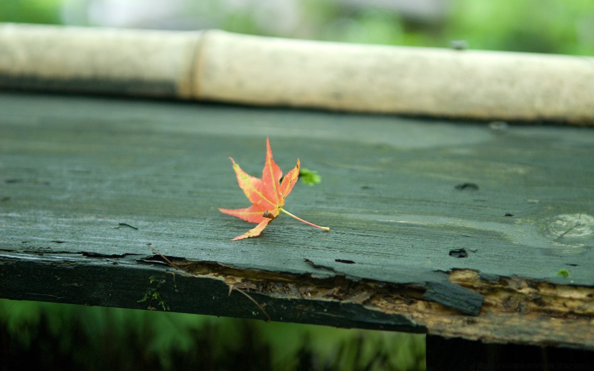 autumn wood leaf nature outdoors fall tree water park