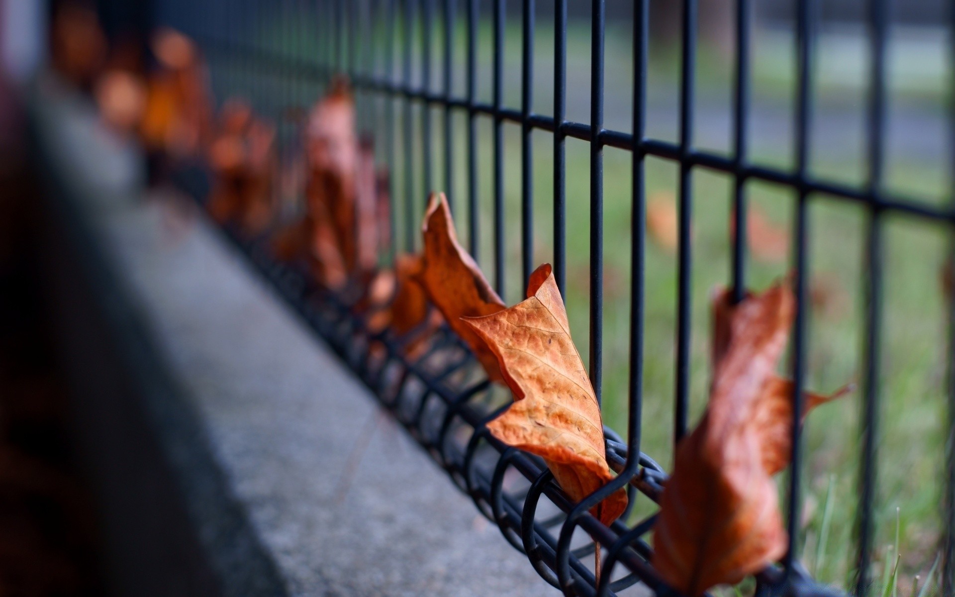 otoño al aire libre solo cerca llama ciudad calle