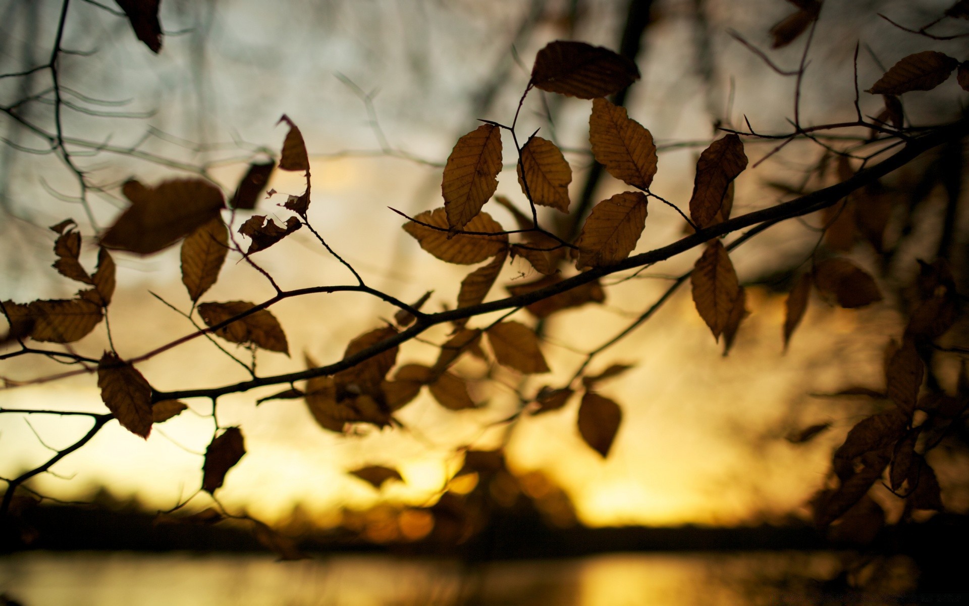 autumn fall tree light winter outdoors nature fence bird branch leaf blur wood