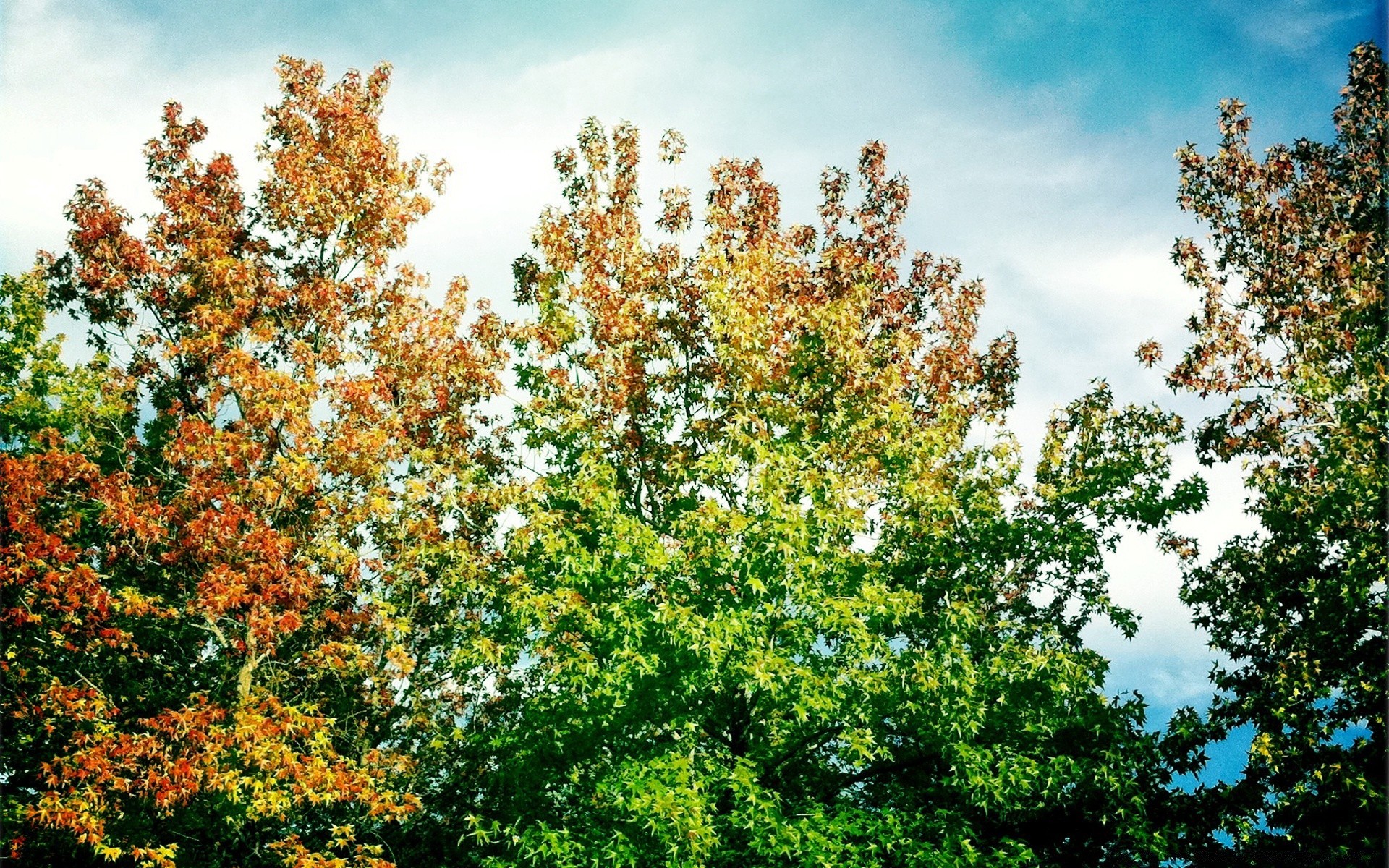 autumn tree nature leaf season flora branch landscape outdoors summer wood park fair weather bright sunny environment