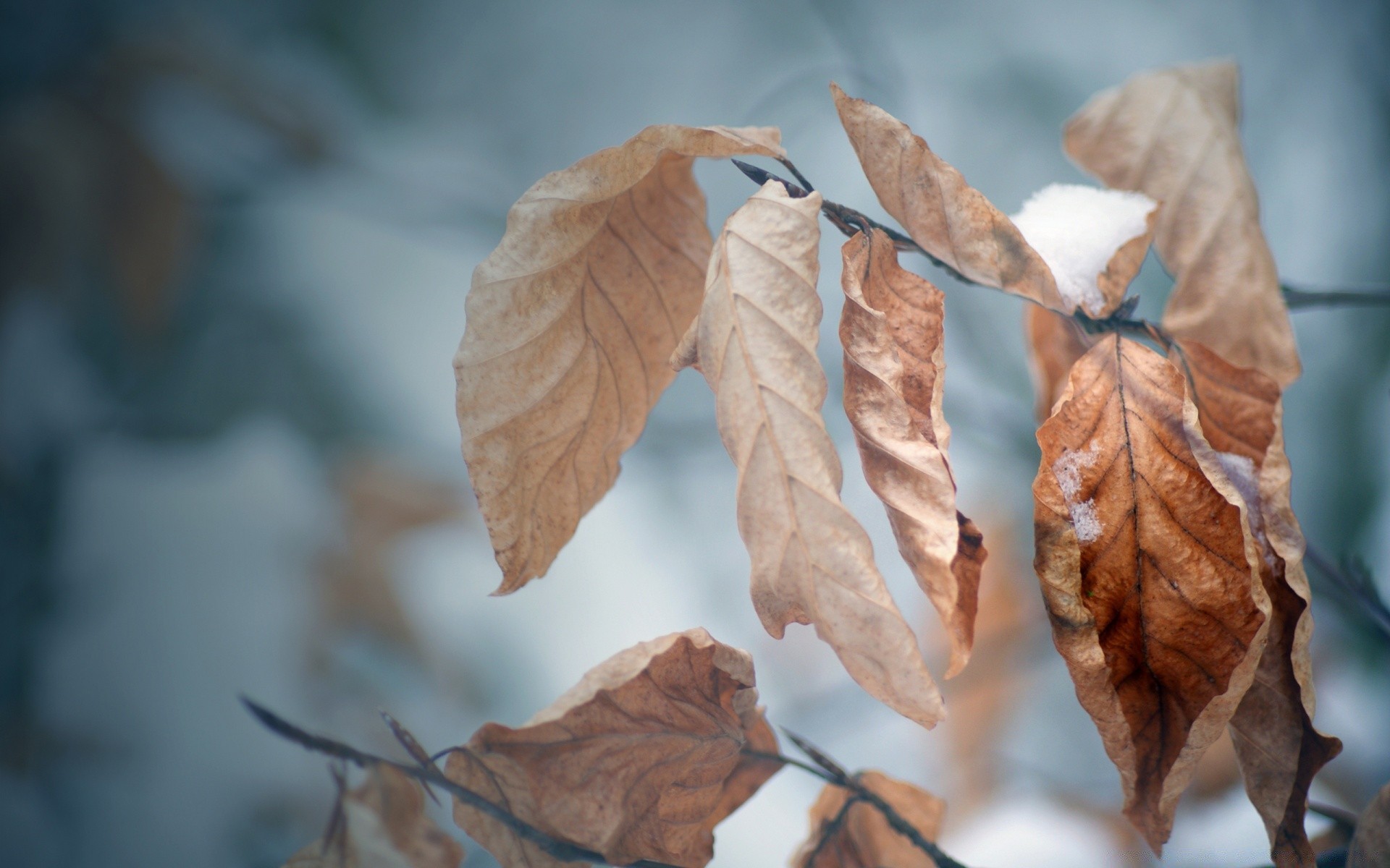 autunno foglia autunno albero natura flora di legno luce esterna still life secco maple stagione sfocatura ramo di colore