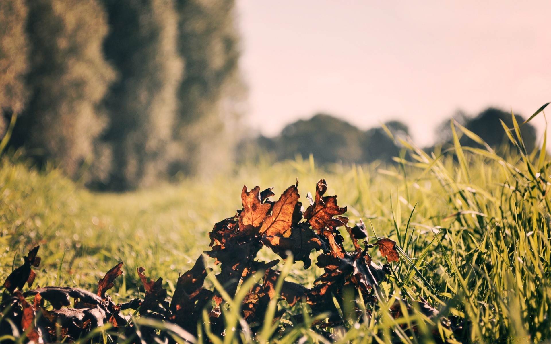 autumn field nature outdoors grass agriculture pasture farm summer crop flora landscape growth hayfield food fair weather countryside rural cereal sky cropland