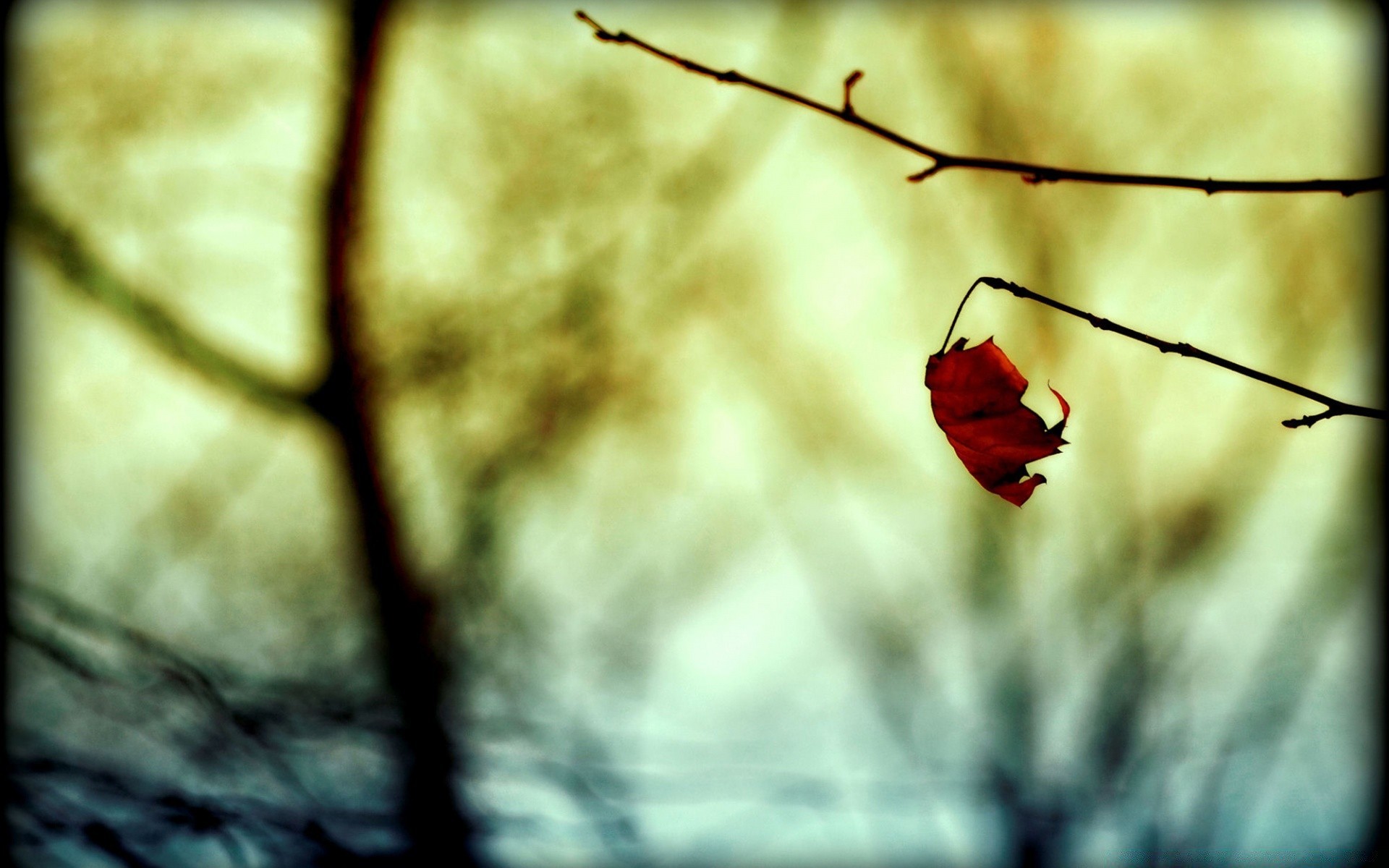 herbst unschärfe natur dof im freien insekt blume abstrakt sommer blatt