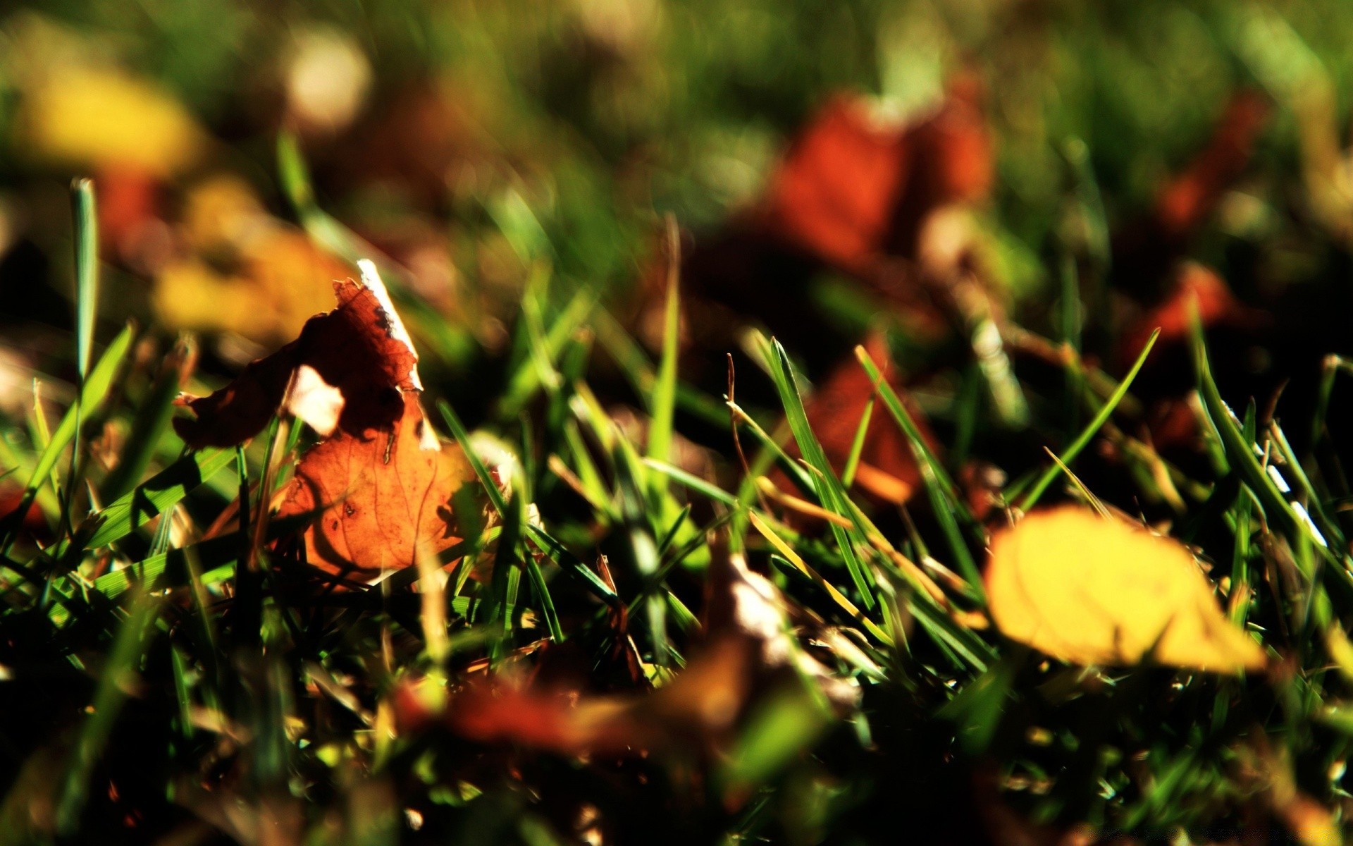 autunno erba natura autunno foglia stagione all aperto fiore colore flora legno giardino cibo close-up fungo albero estate campo parco terra