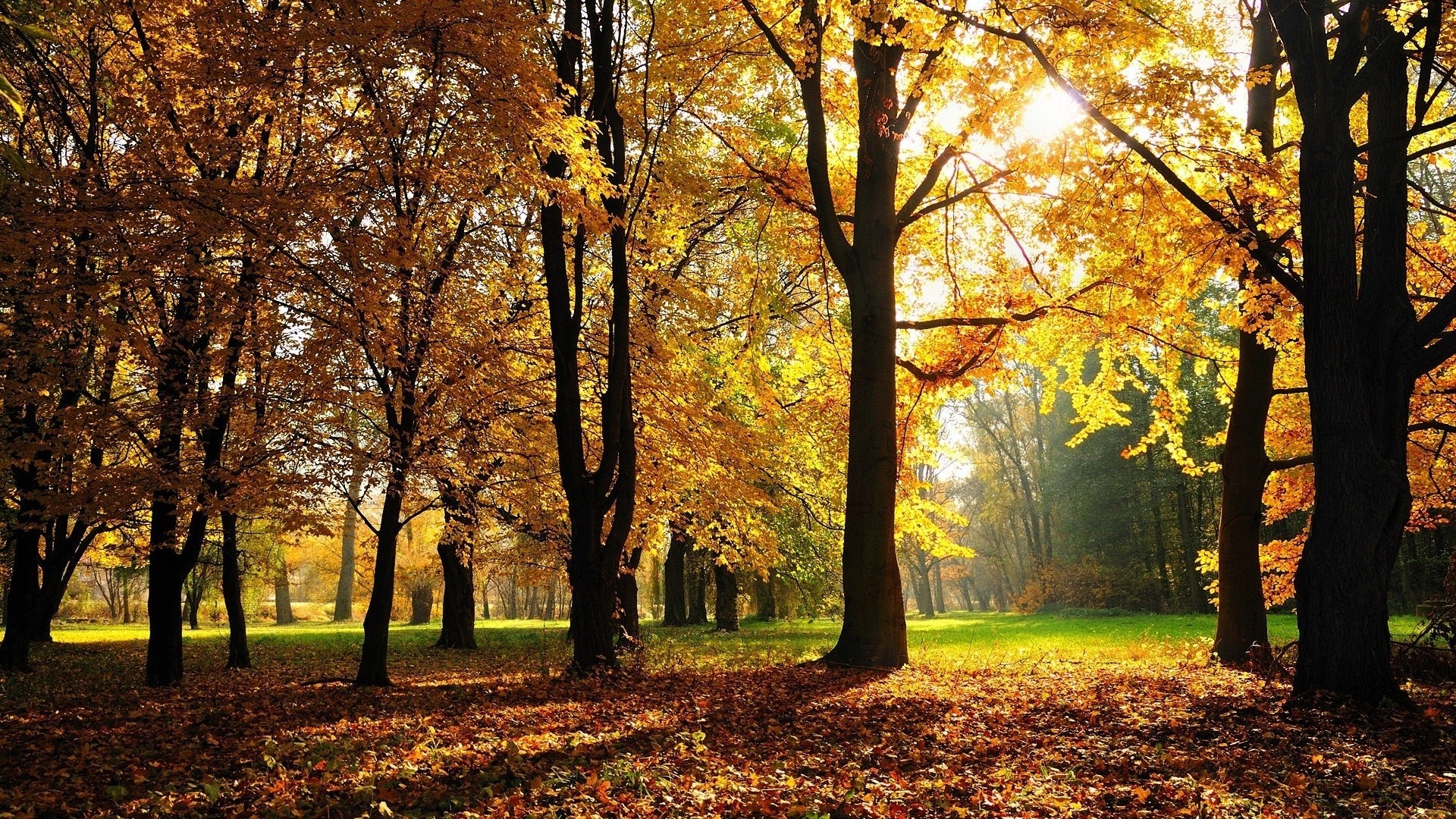 autumn fall tree leaf season park wood maple landscape guidance nature scenery alley footpath scenic branch scene fair weather gold avenue dawn