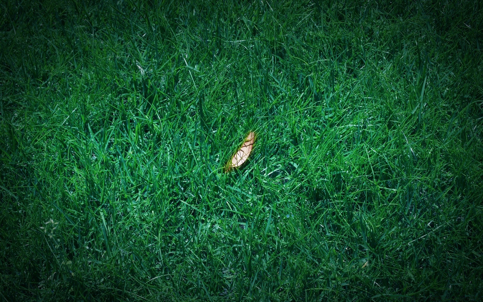 automne herbe pelouse jardin feuille flore nature bureau été sol environnement texture croissance à l extérieur modèle cour sol foin champ couleur