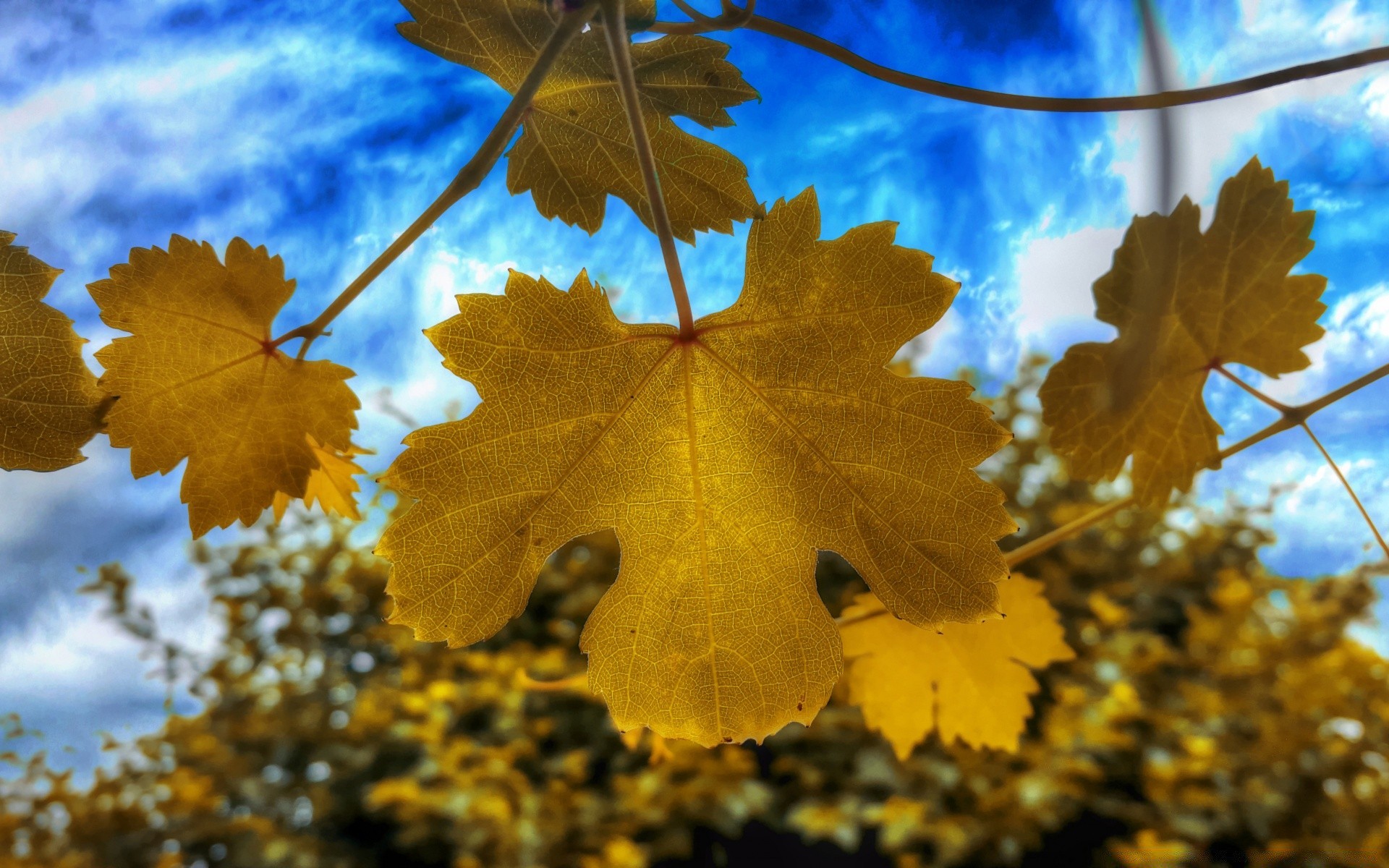 automne automne feuille érable nature saison bois lumineux flore bois couleur à l extérieur changement branche beau temps chêne lumineux or bureau environnement