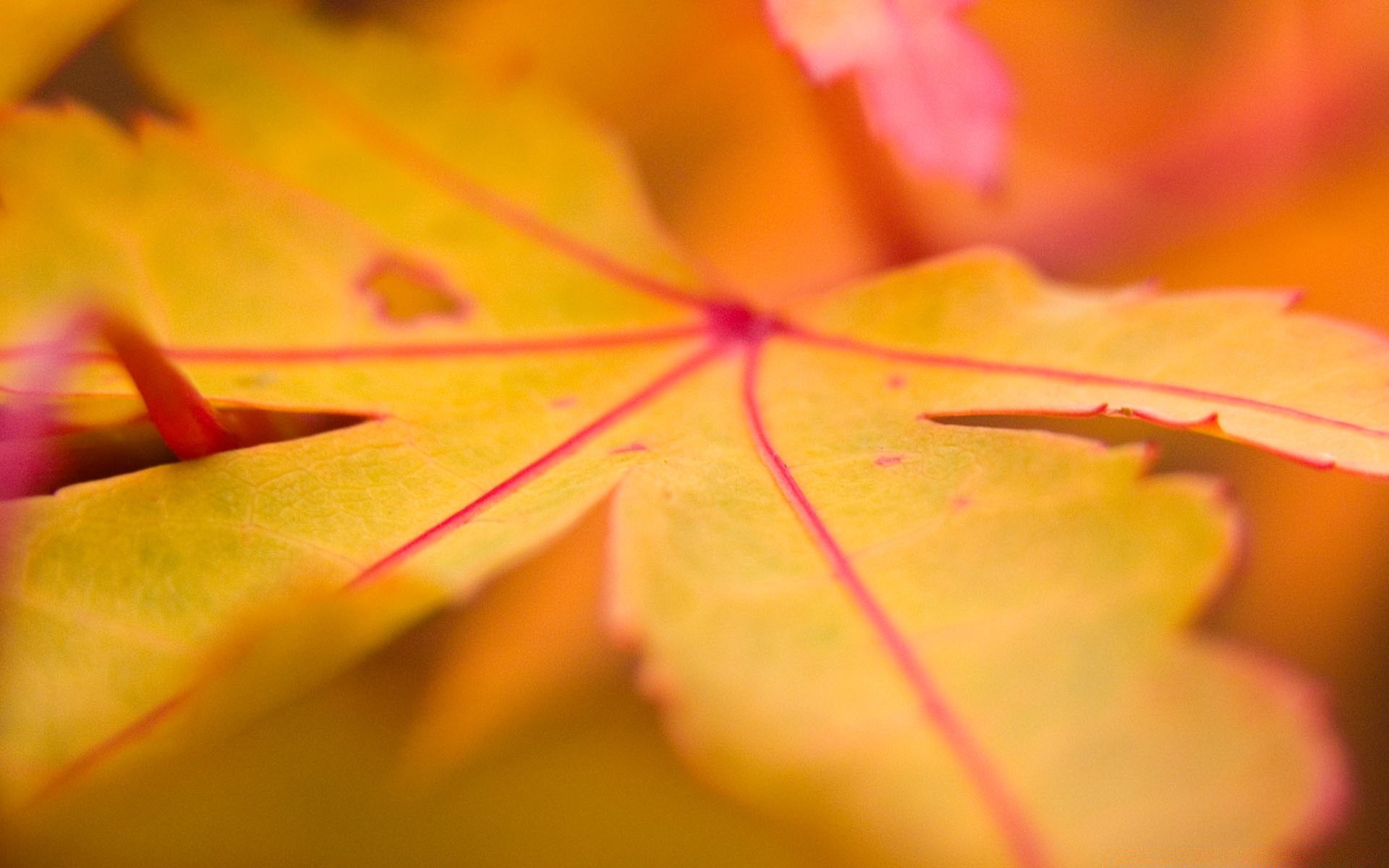 autumn leaf fall blur flora nature color bright flower outdoors light growth