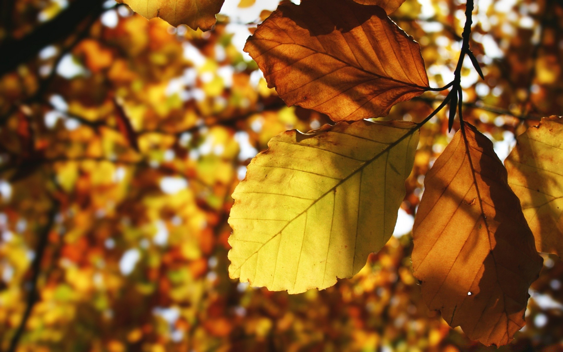 automne feuille automne arbre nature saison érable à l extérieur flore branche lumineux bois changement beau temps couleur parc croissance luxuriante lumière environnement