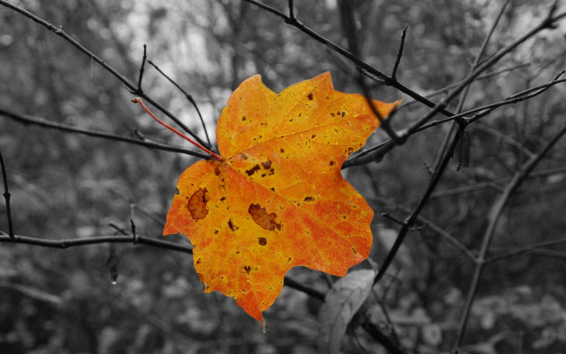 automne automne feuille arbre érable nature saison bois à l extérieur couleur flore lumineux parc or branche changement bureau