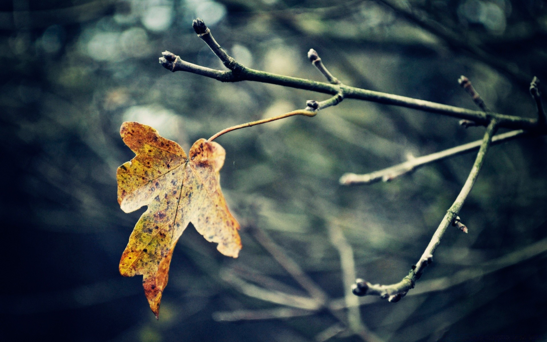 autunno foglia natura autunno ramo albero all aperto flora colore