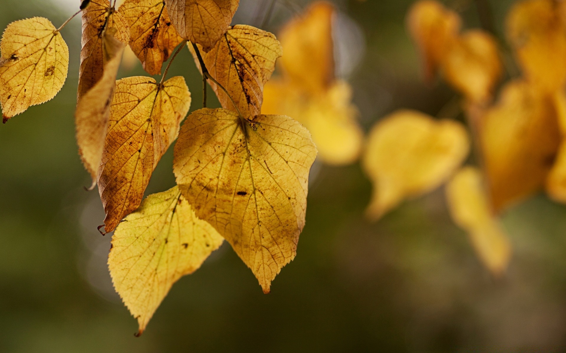 autunno autunno foglia natura flora albero stagione all aperto acero legno ramo colore luminoso crescita close-up secco parco luce oro bel tempo