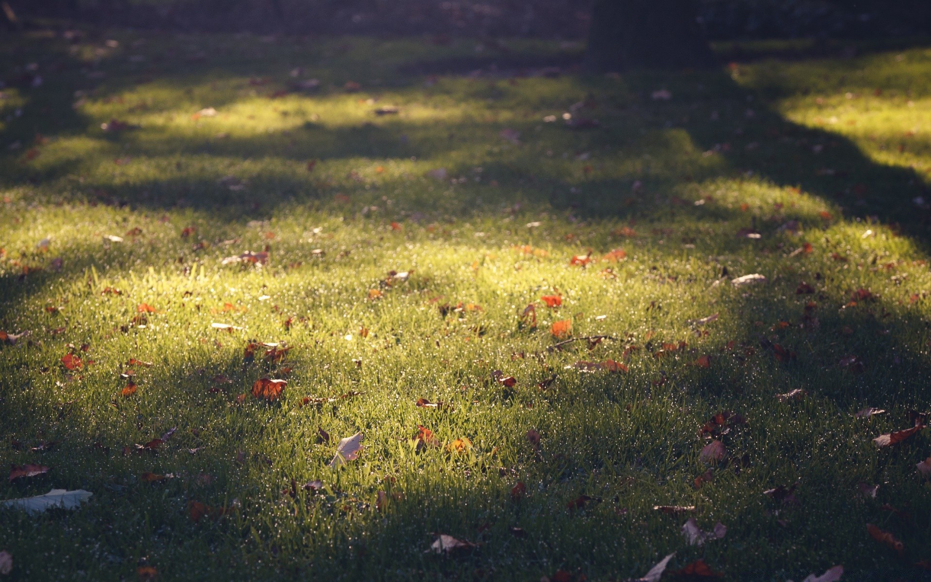 otoño hierba paisaje naturaleza heno césped otoño pastizales al aire libre medio ambiente campo parque amanecer flora árbol escritorio