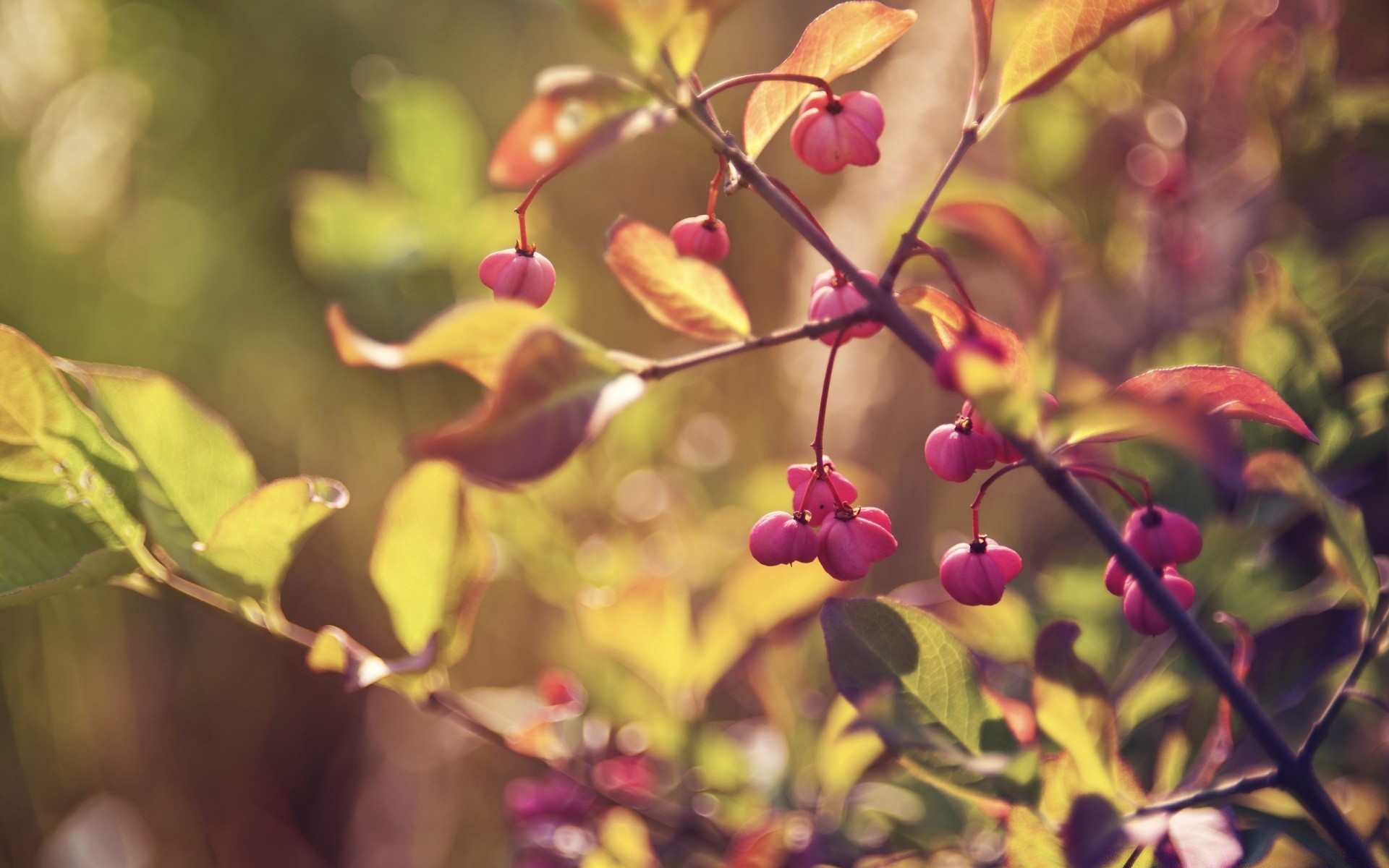 autumn nature leaf flora branch tree flower garden color outdoors season shrub summer fall growth bright close-up beautiful fair weather