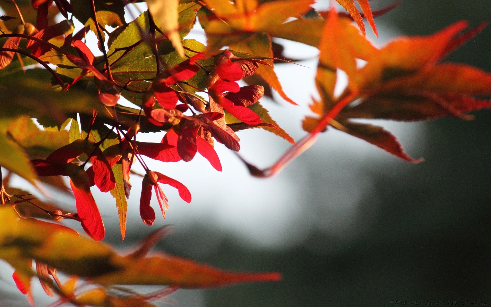 autumn leaf fall tree nature branch blur flora bright color outdoors light season flower garden winter park