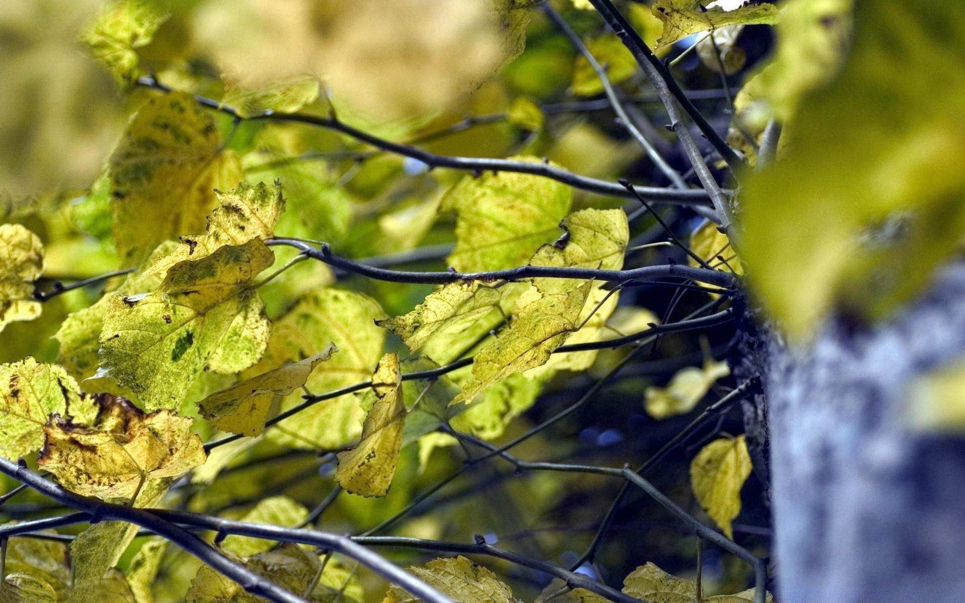 jesień natura liść jesień na zewnątrz flora drzewo lato sezon pulpit jasny ogród kolor drewna dobra pogoda zbliżenie park środowisko oddział słońce