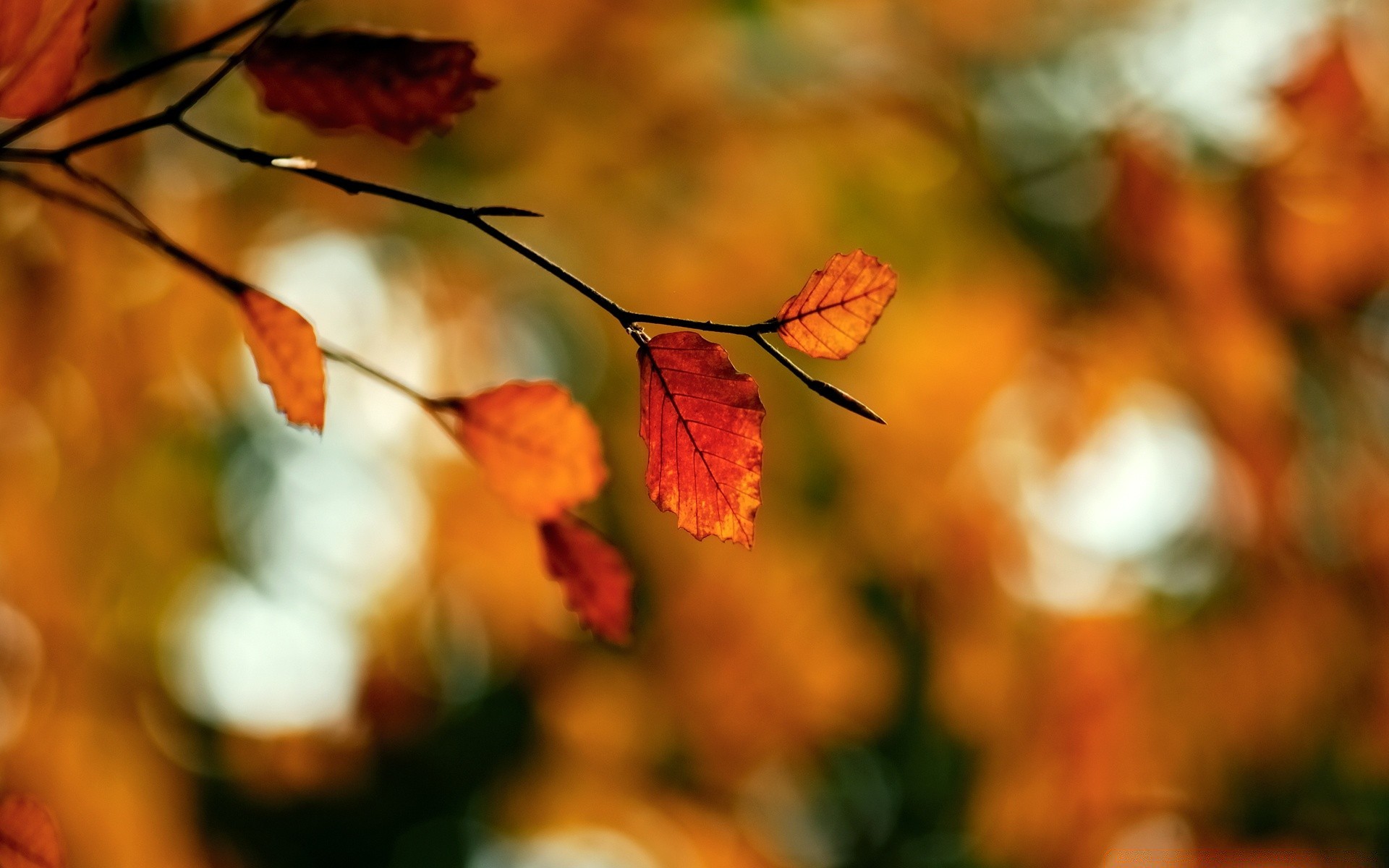 autumn fall leaf nature blur tree outdoors season bright color maple light fair weather gold flora