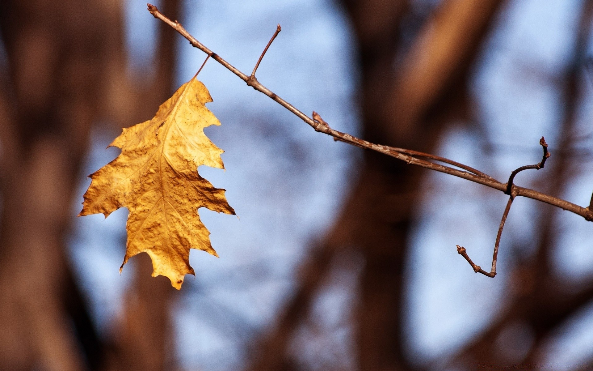 autumn fall leaf tree nature branch flora outdoors maple wood dry winter season light close-up gold color garden bright desktop