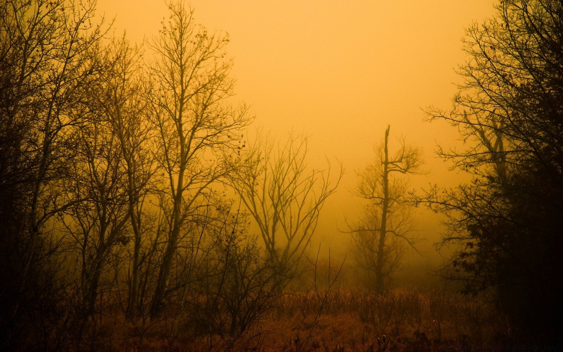 autunno albero alba nebbia paesaggio autunno nebbia illuminato natura tramonto silhouette sole legno inverno tempo sera foglia luce bel tempo