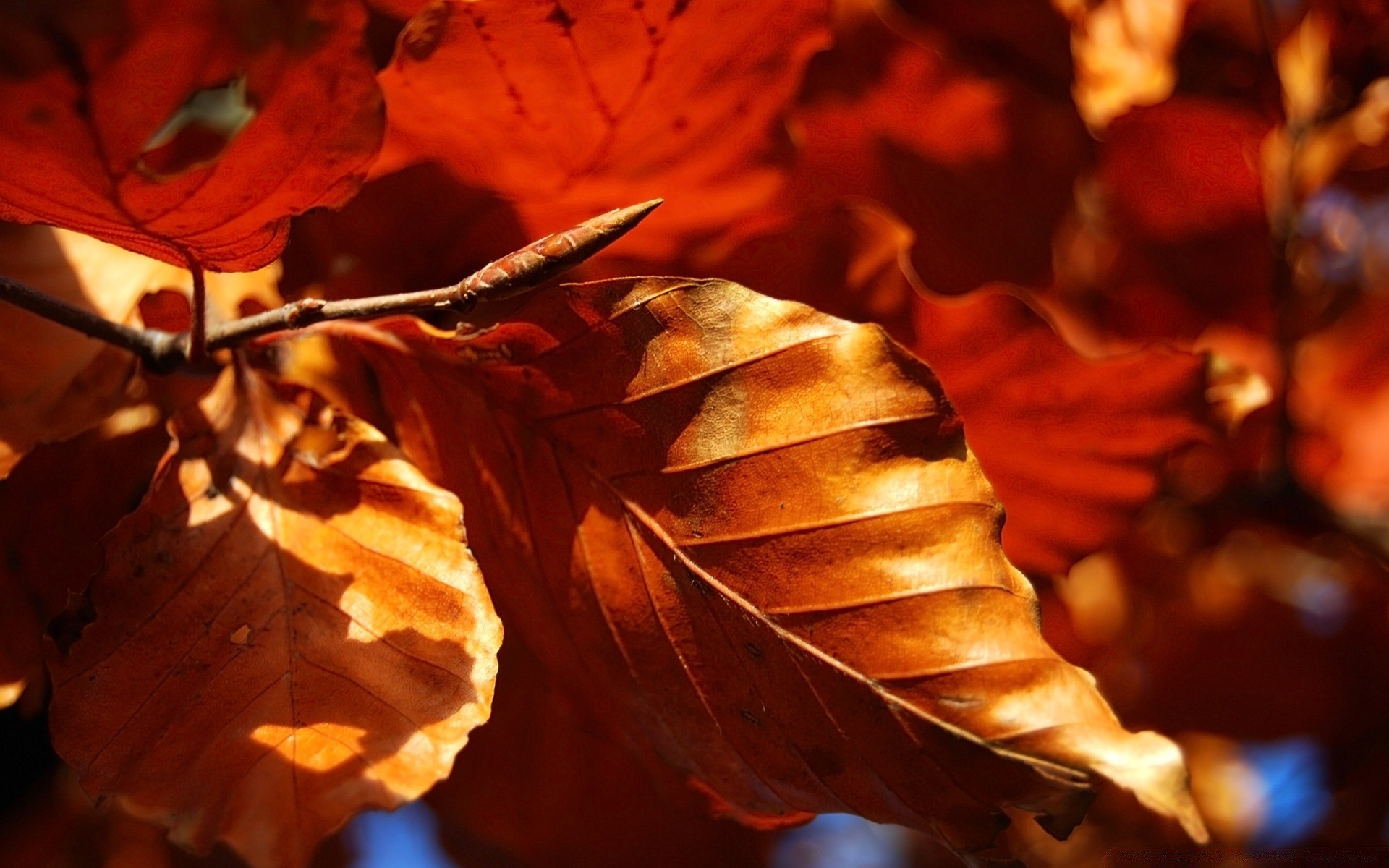 automne automne feuille érable nature à l extérieur or flou bois lumière couleur