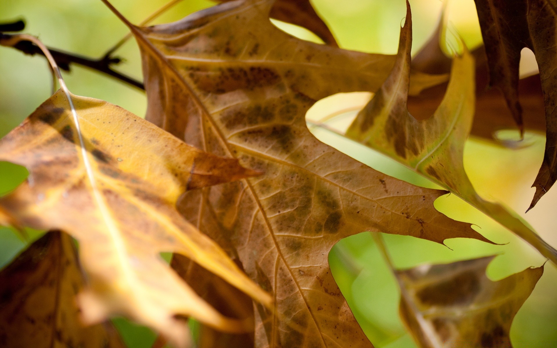 autunno foglia autunno natura flora albero legno colore desktop stagione acero bella oro luminoso all aperto luce struttura ramo close-up