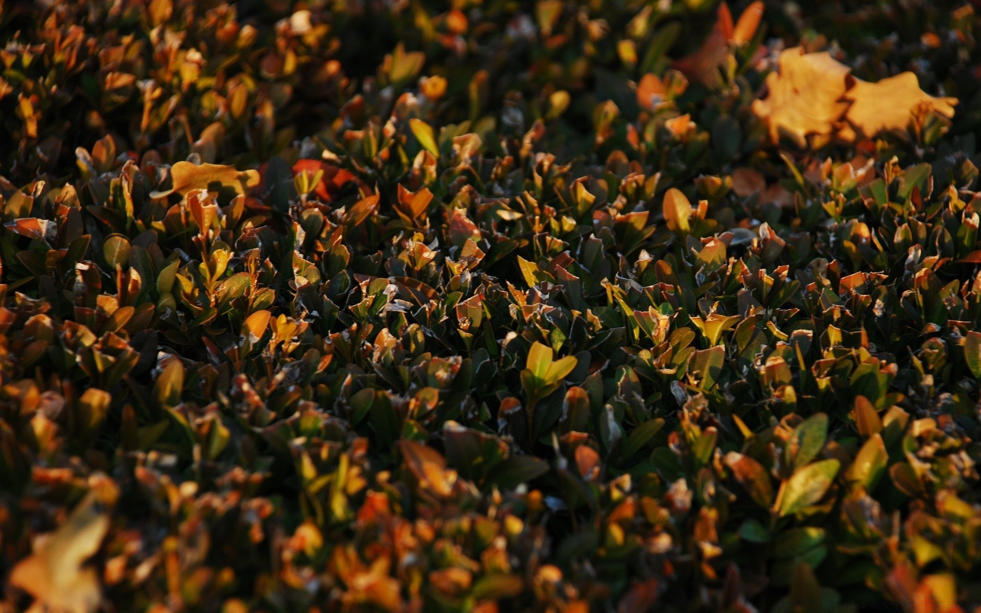 jesień natura flora kwiat kolor liść zbliżenie ogród na zewnątrz pulpit park jedzenie tekstura pole