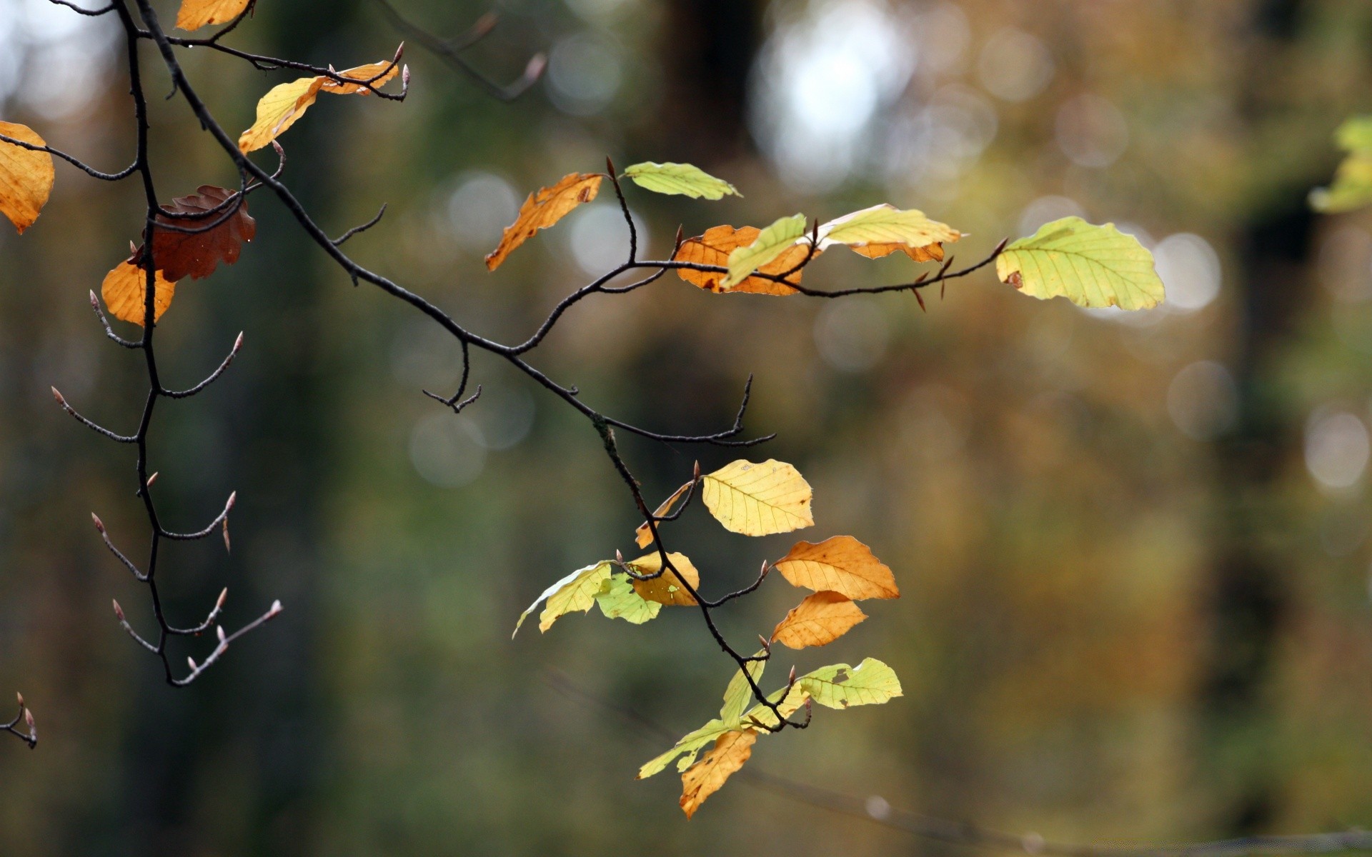 automne feuille arbre nature automne en plein air bois branche flore saison couleur parc environnement