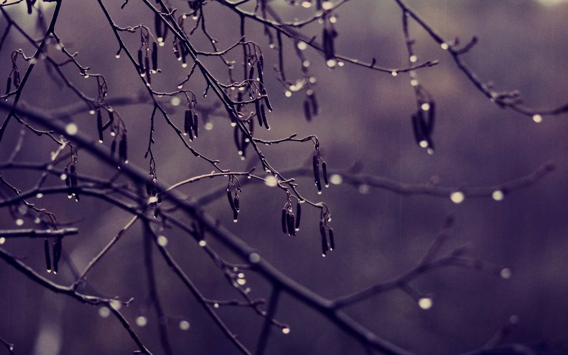 outono orvalho chuva aranha água natureza resumo queda teia de aranha luz inverno desktop