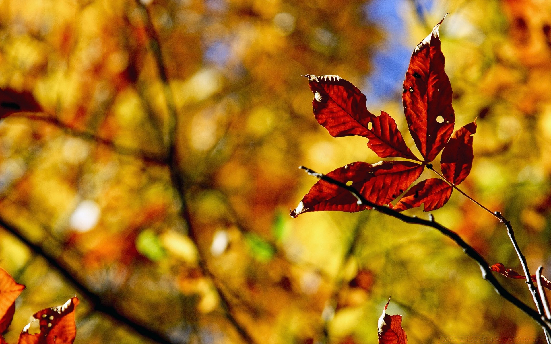 autunno autunno foglia natura all aperto albero luminoso in legno di acero stagione di colore ramo luce bel tempo oro