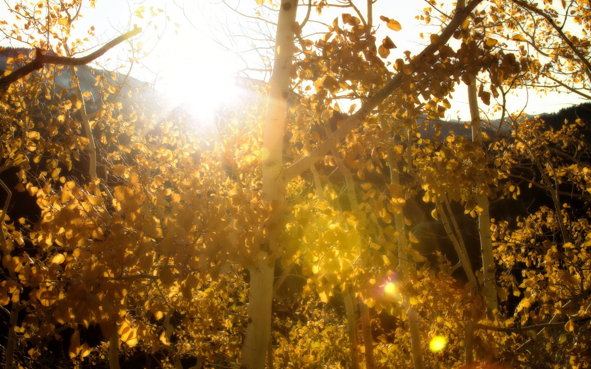 herbst herbst holz blatt saison zweig holz natur park hell winter landschaft gutes wetter gold sonne im freien landschaft dämmerung